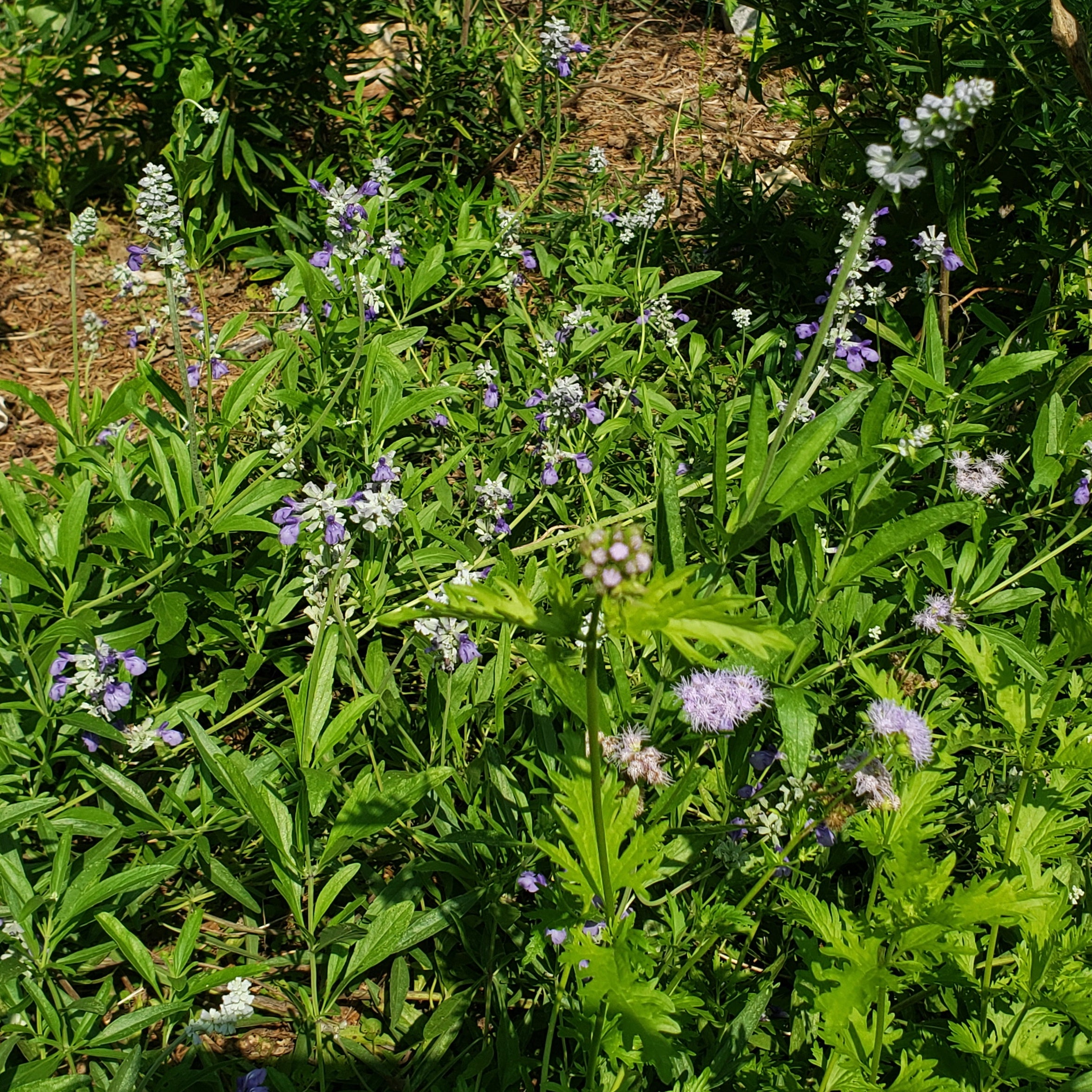 Salvia farinacea sp. (Mealy Blue Sage)