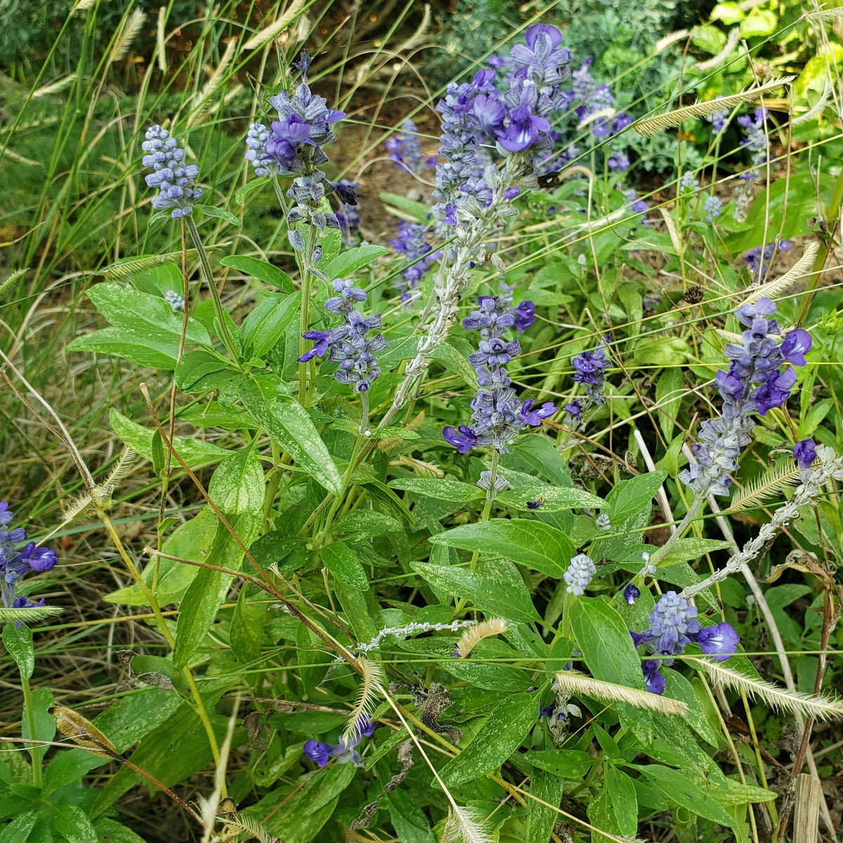 Salvia farinacea sp. (Mealy Blue Sage)