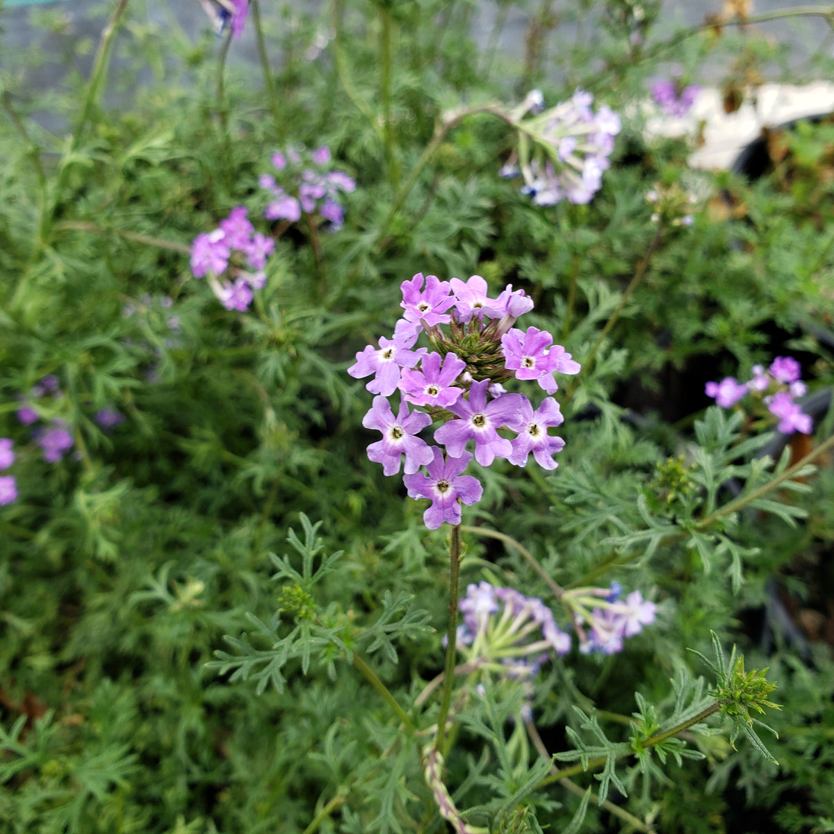 Glandularia bipinnatifida (Prairie Verbena)