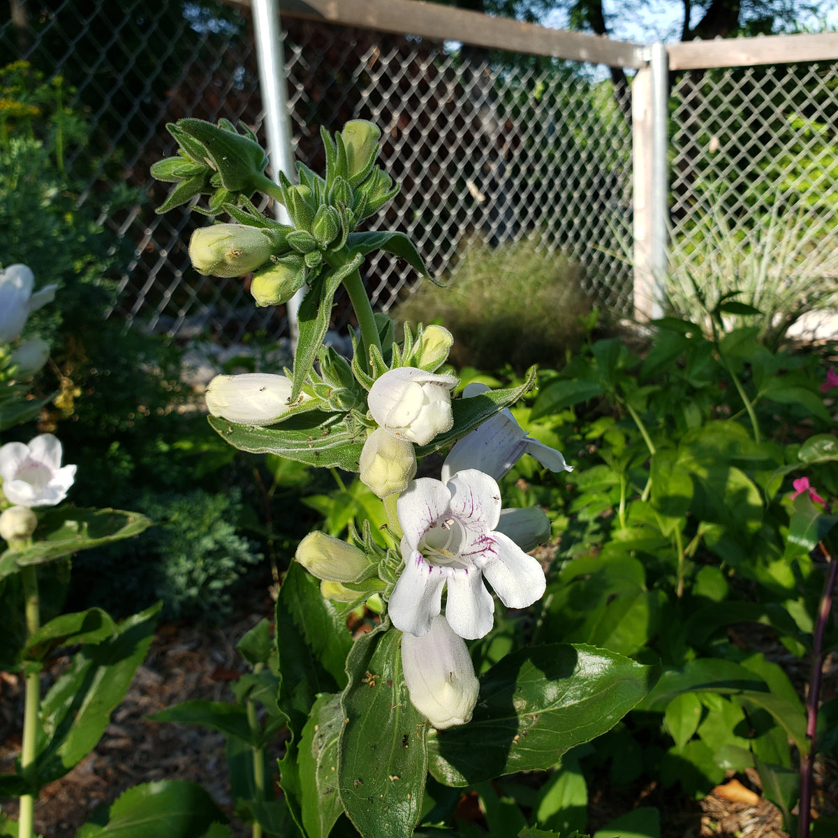 Penstemon cobaea (Prairie Penstemon)
