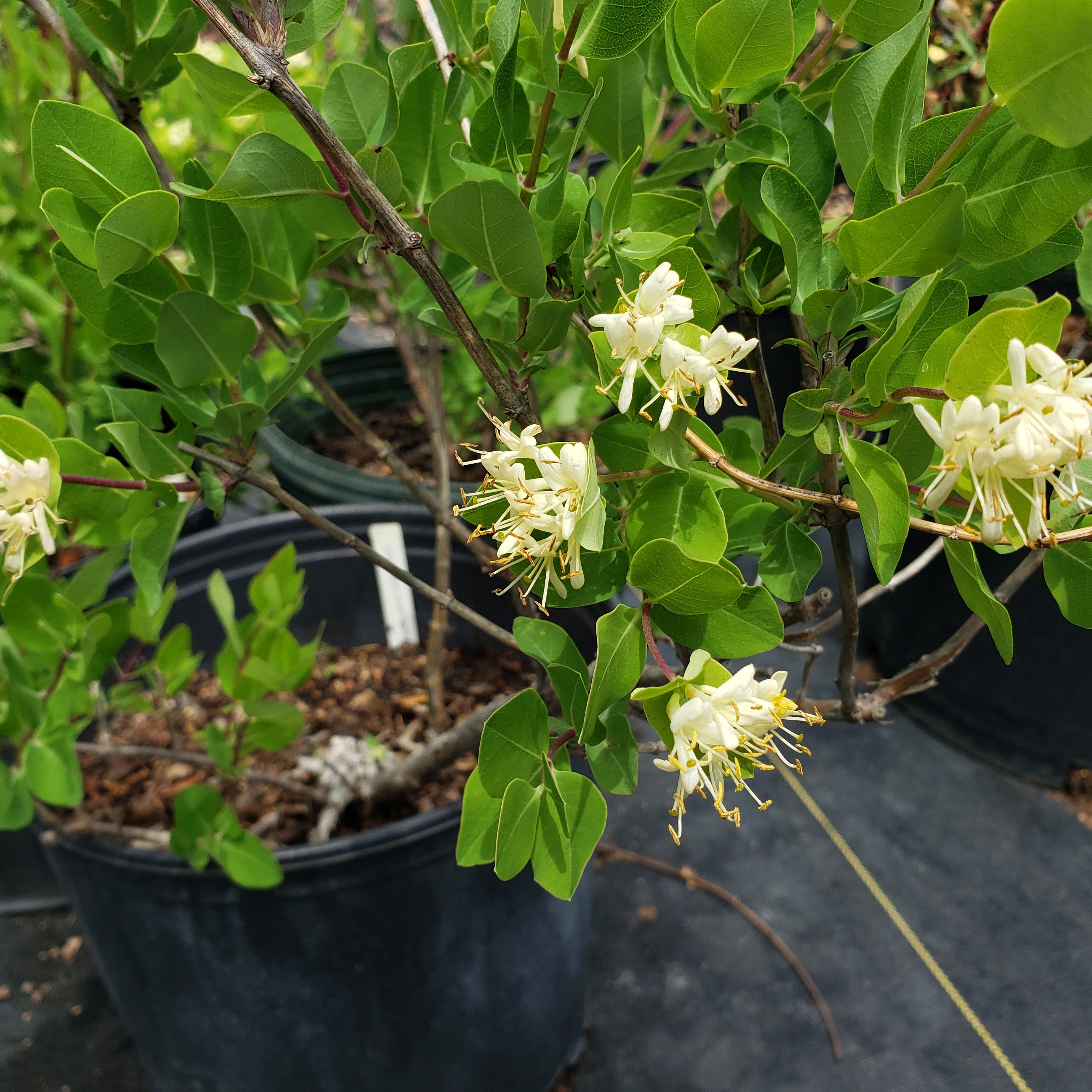 Lonicera albiflora (Western White Honeysuckle)
