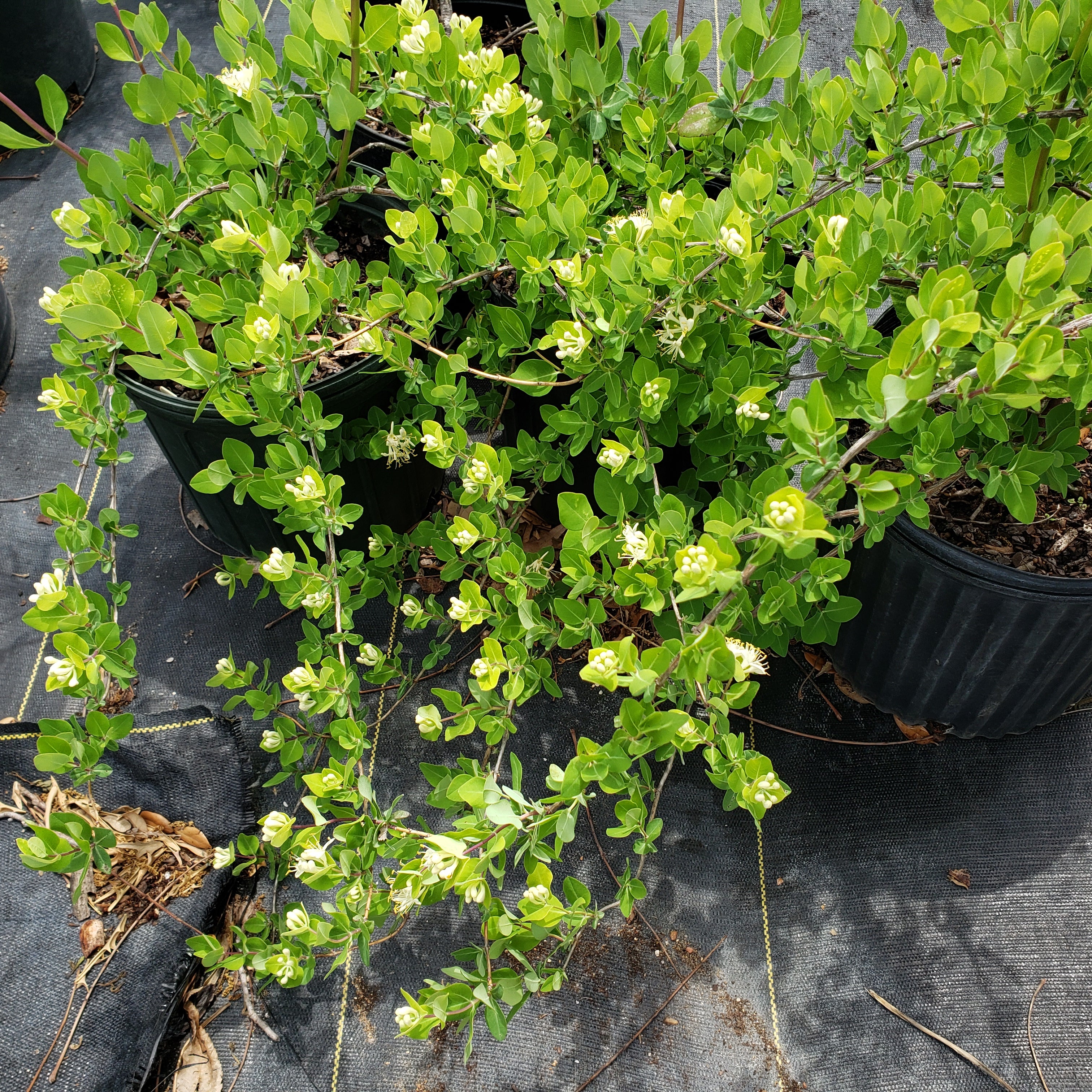 Lonicera albiflora (Western White Honeysuckle)