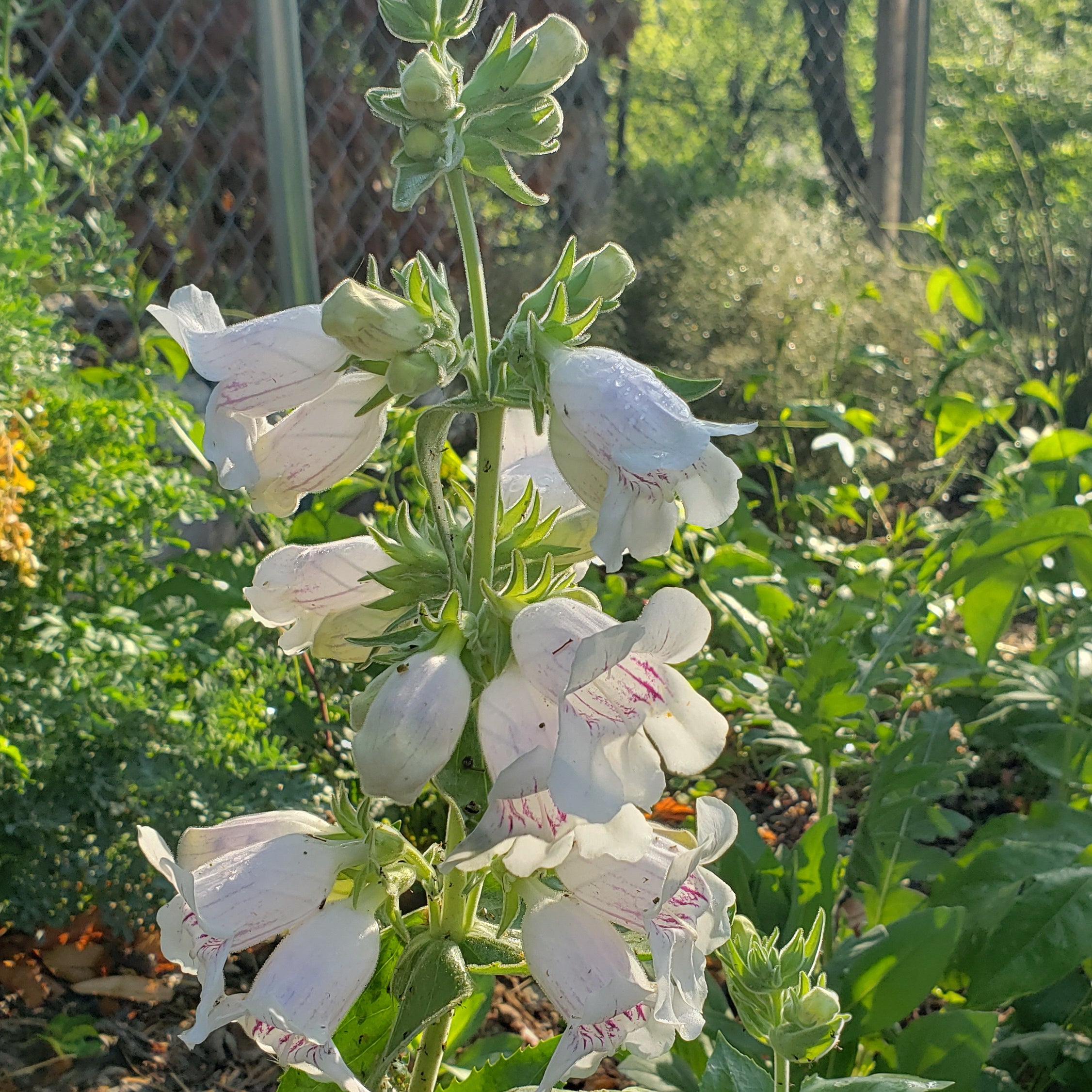 Penstemon cobaea (Prairie Penstemon)