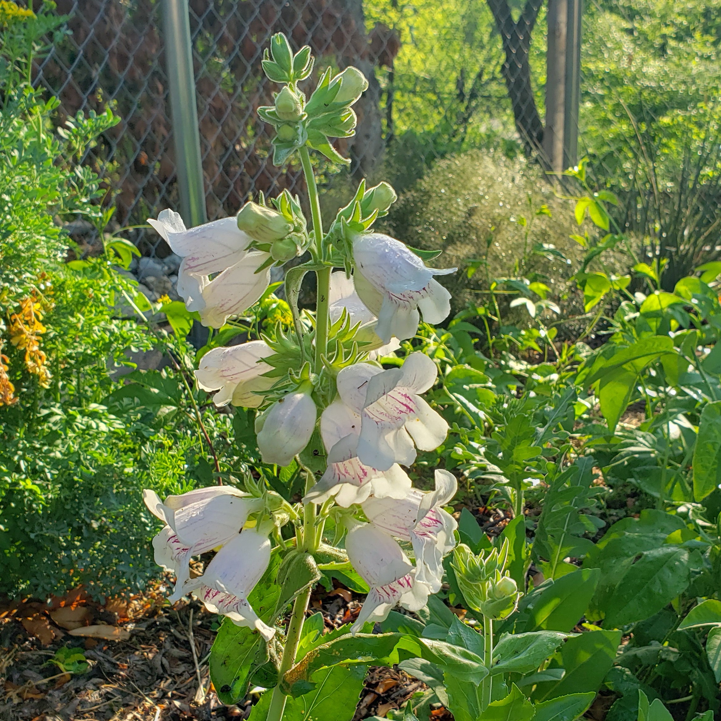 Penstemon cobaea (Prairie Penstemon)