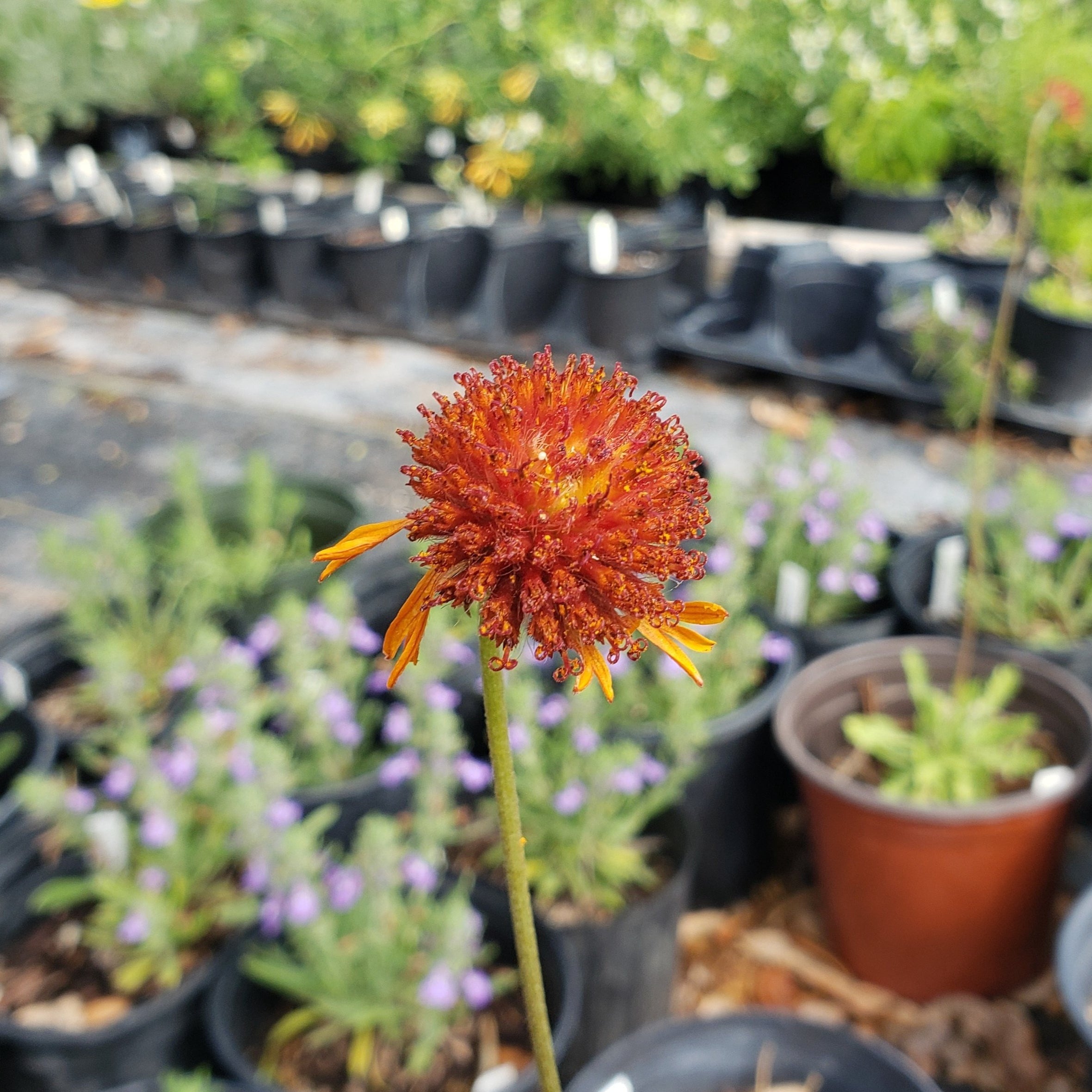 Gaillardia suavis (Pincushion Daisy)