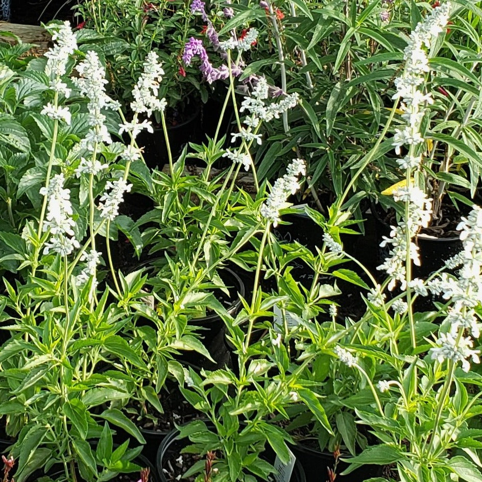 Salvia farinacea (Mealy Blue Sage 'Augusta Duelberg')