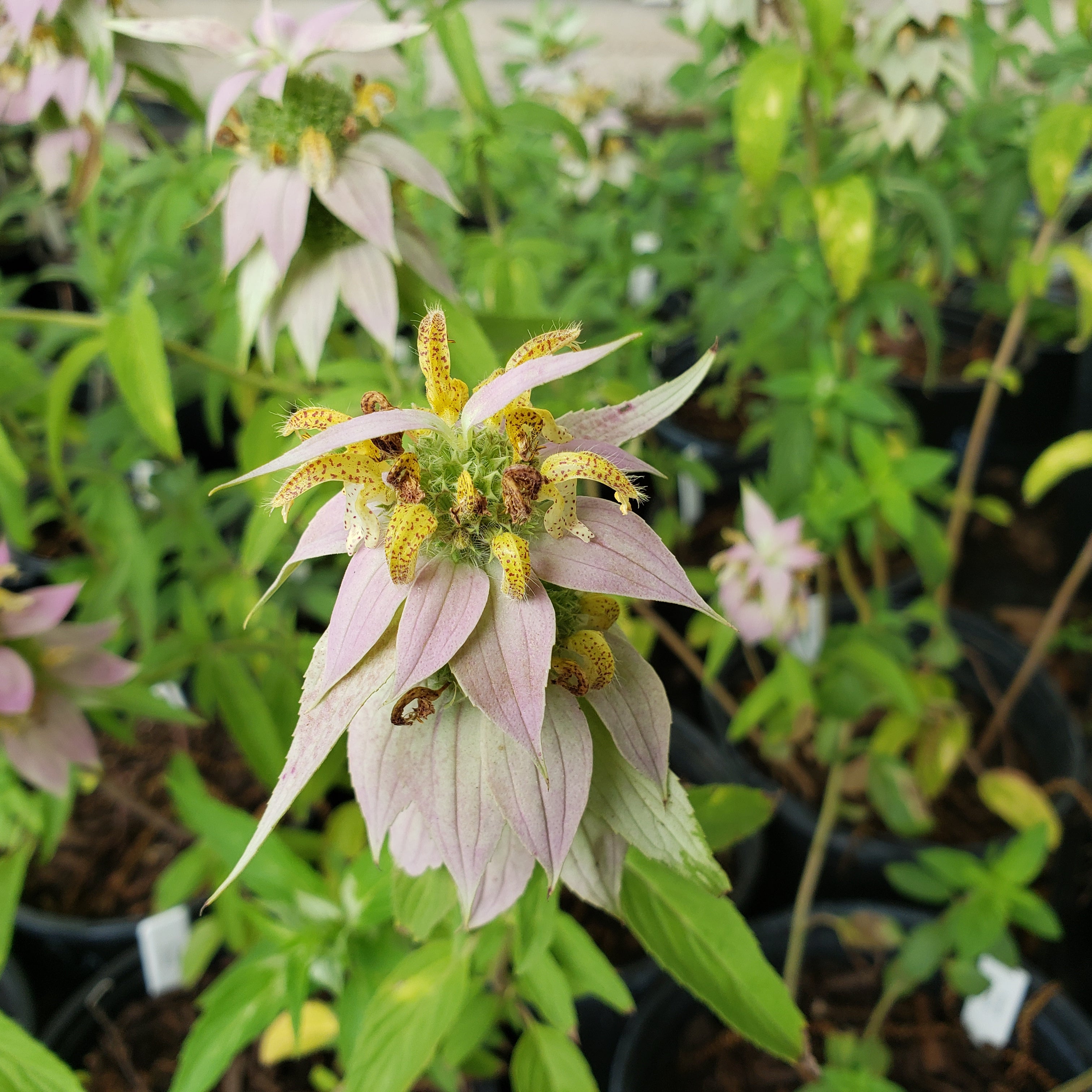 Monarda punctata (Spotted Beebalm)
