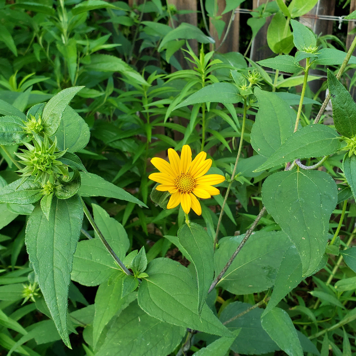Helianthus hirsutus (Hairy Sunflower)