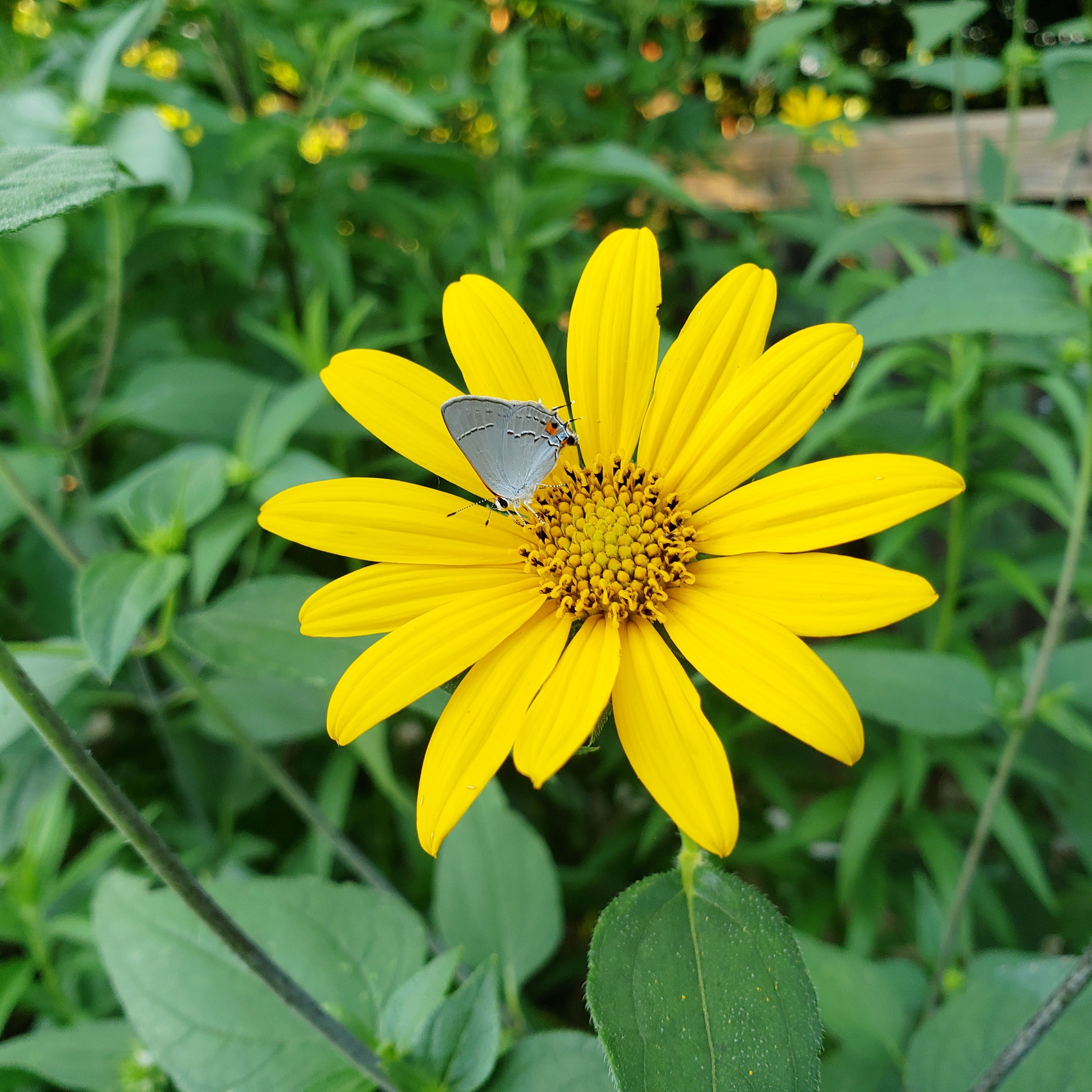 Helianthus hirsutus (Hairy Sunflower)