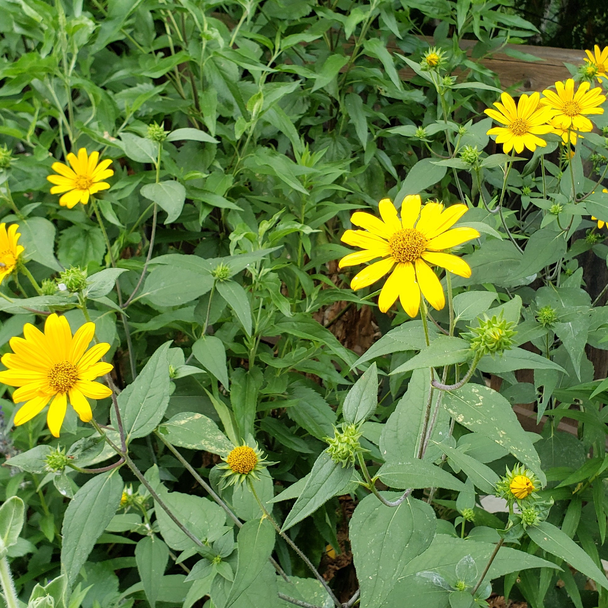 Helianthus hirsutus (Hairy Sunflower)