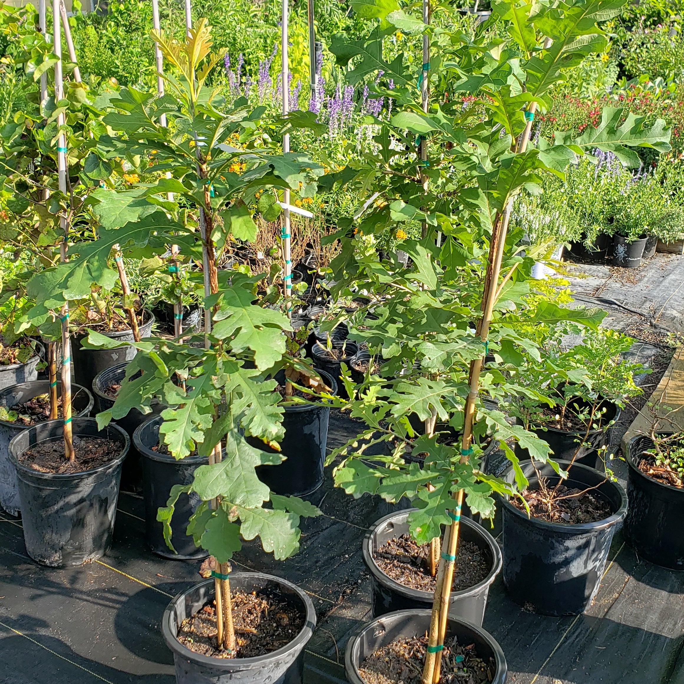 Quercus macrocarpa (Bur Oak)