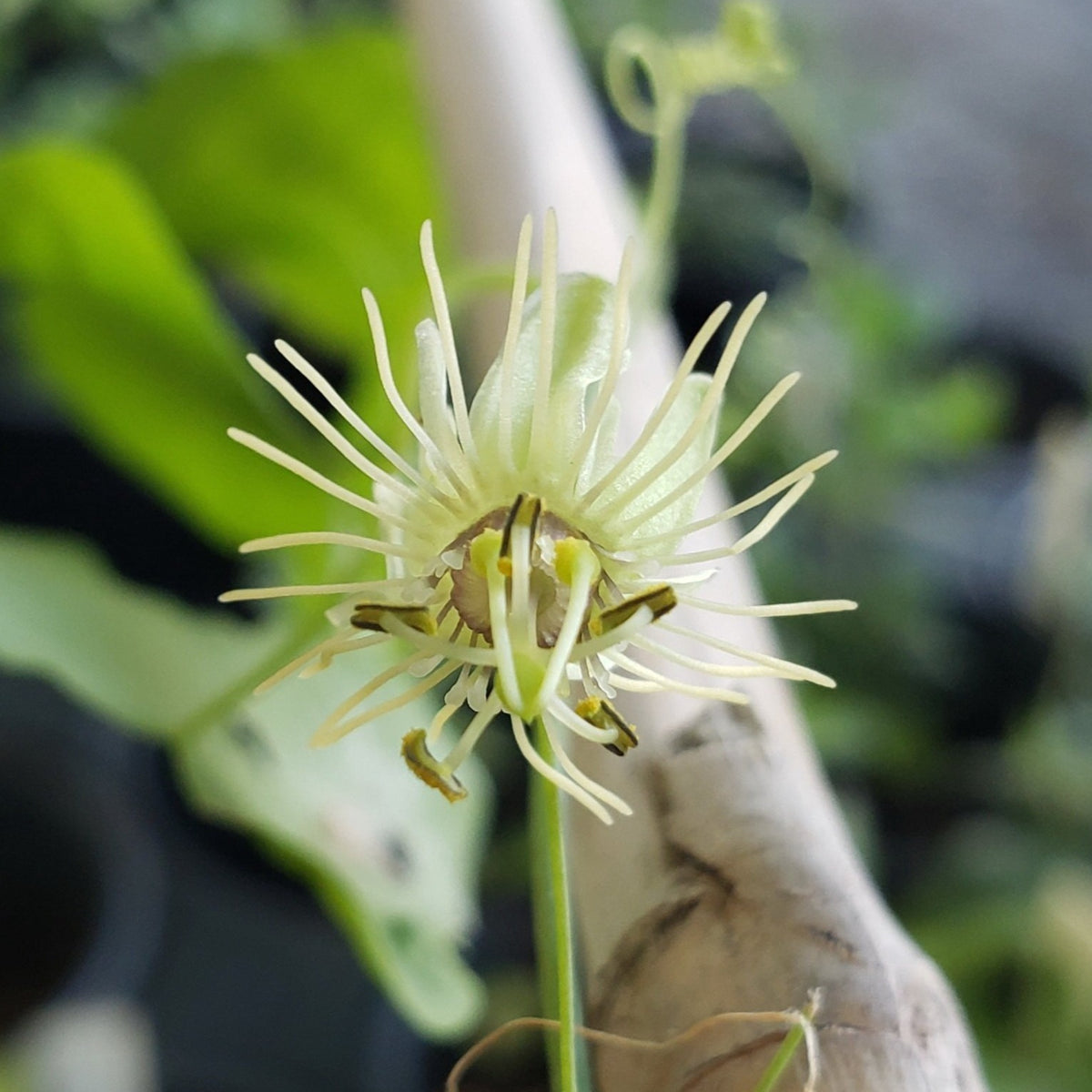 Passiflora lutea (Yellow Passion Flower)