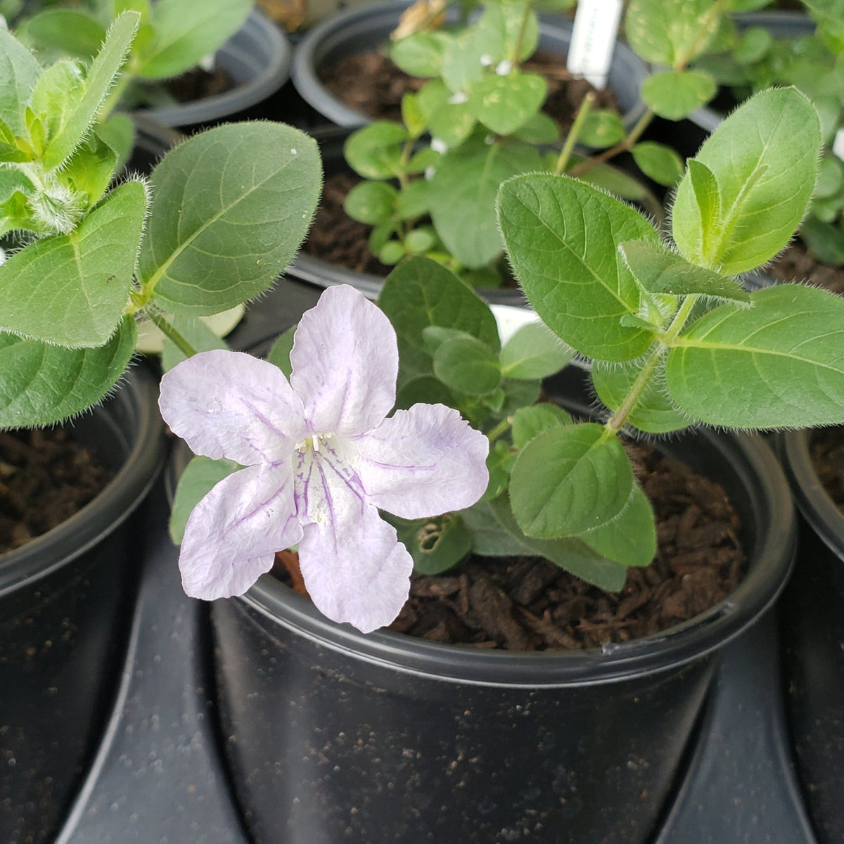 Ruellia humilis (Prairie Petunia)