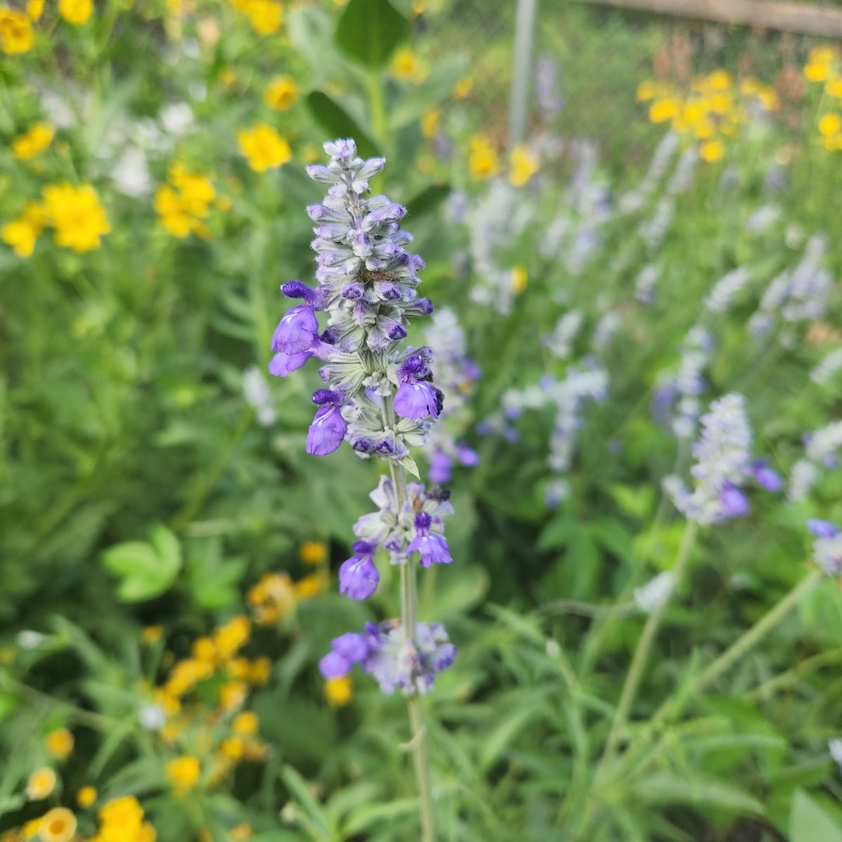 Salvia farinacea sp. (Mealy Blue Sage)
