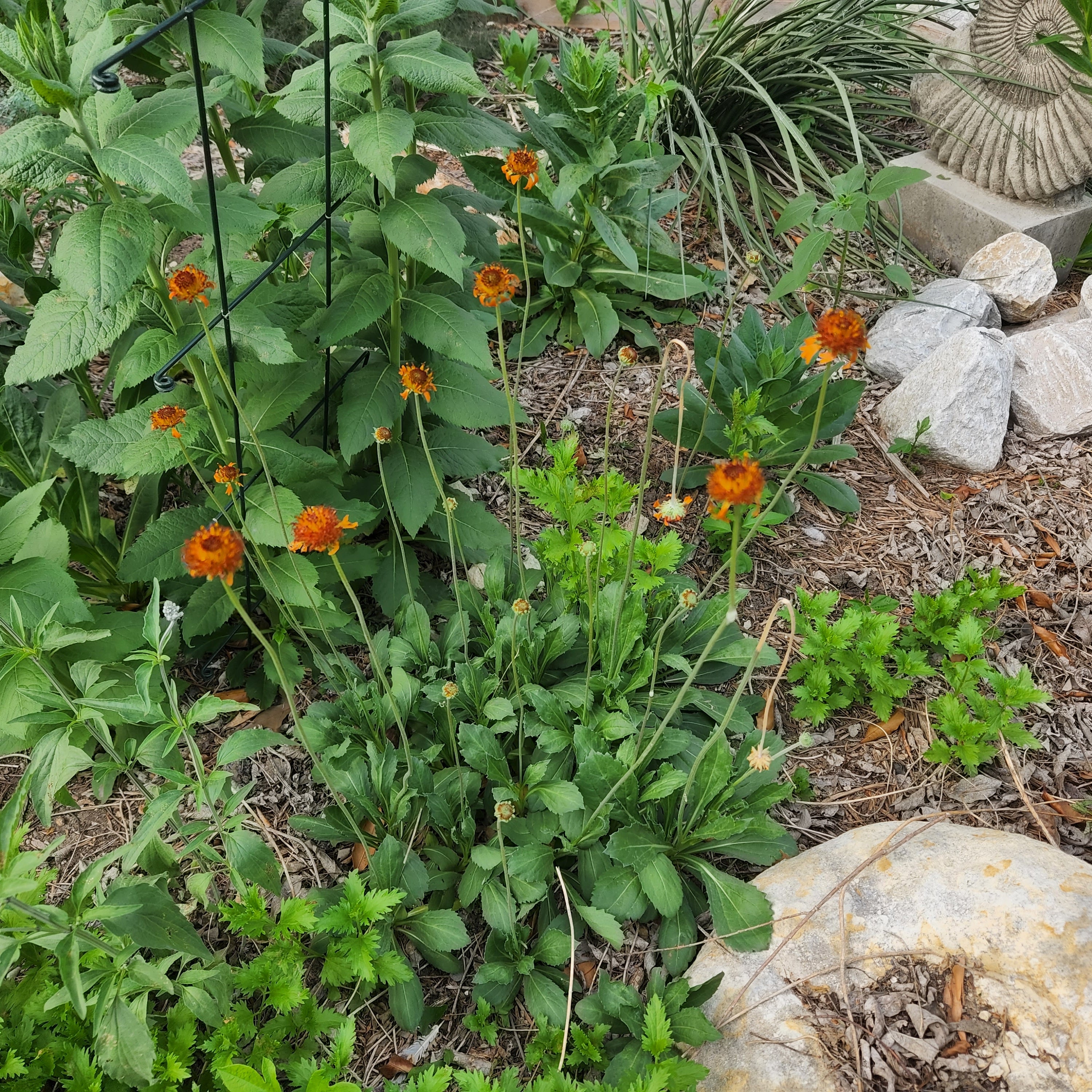 Gaillardia suavis (Pincushion Daisy)
