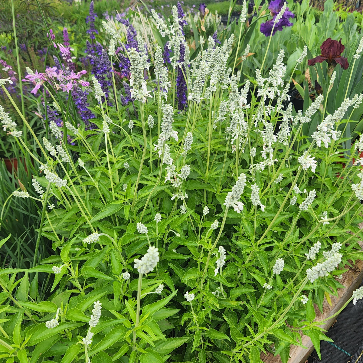 Salvia farinacea (Mealy Blue Sage 'Augusta Duelberg')