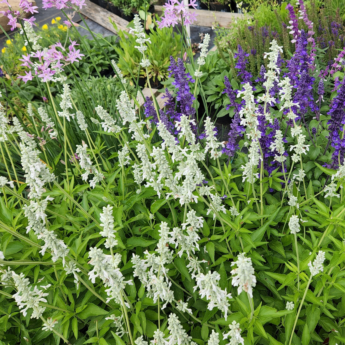 Salvia farinacea (Mealy Blue Sage 'Augusta Duelberg')