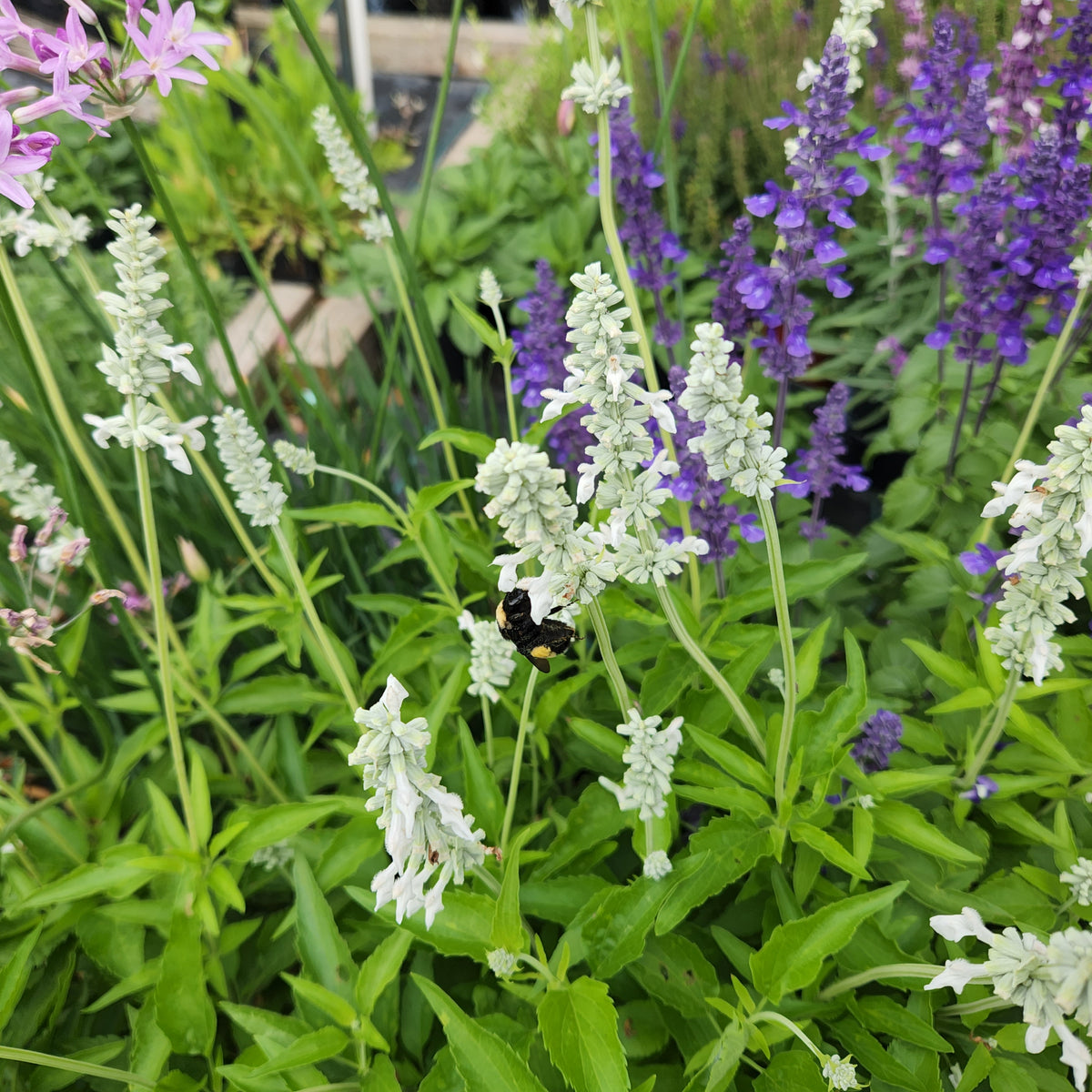 Salvia farinacea (Mealy Blue Sage 'Augusta Duelberg')