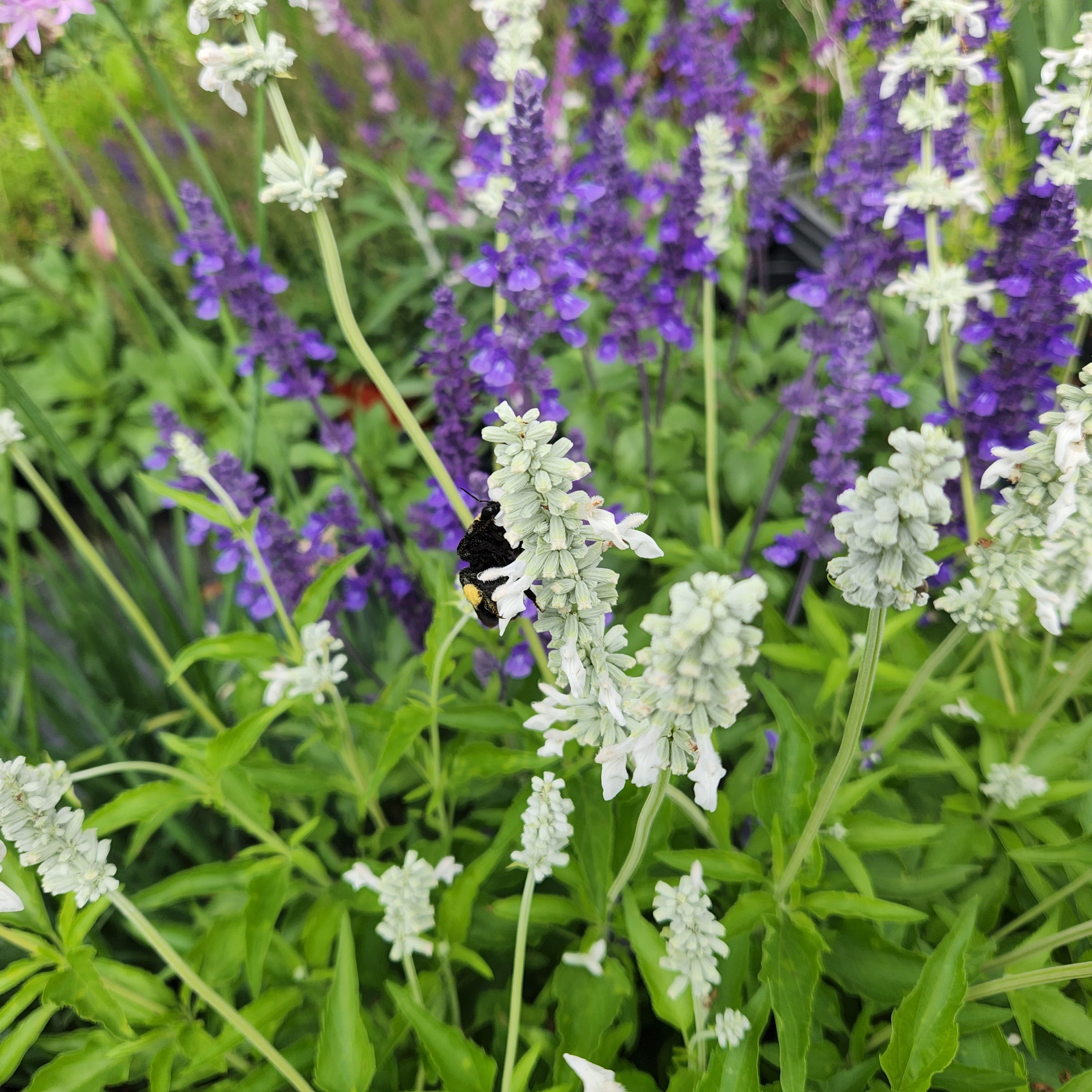Salvia farinacea (Mealy Blue Sage 'Augusta Duelberg')