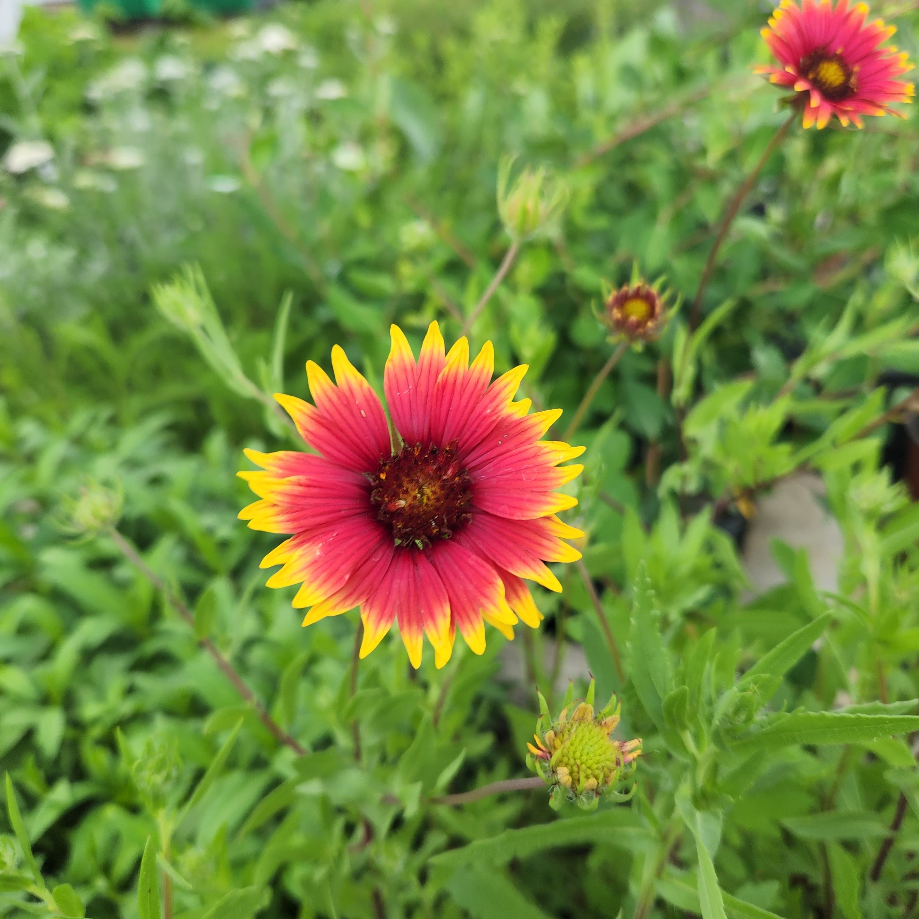Gaillardia pulchella (Indian Blanket)