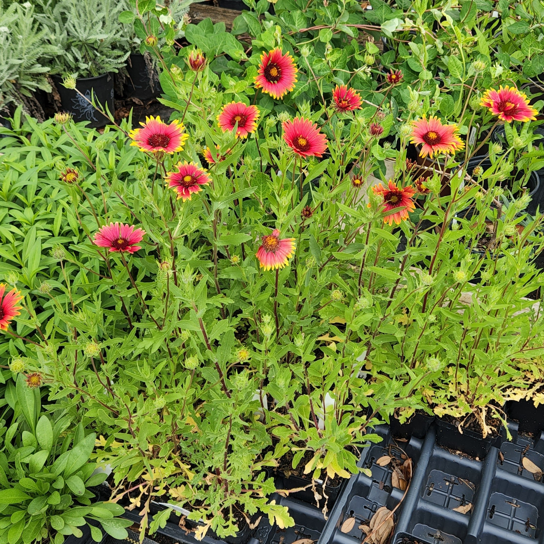 Gaillardia pulchella (Indian Blanket)