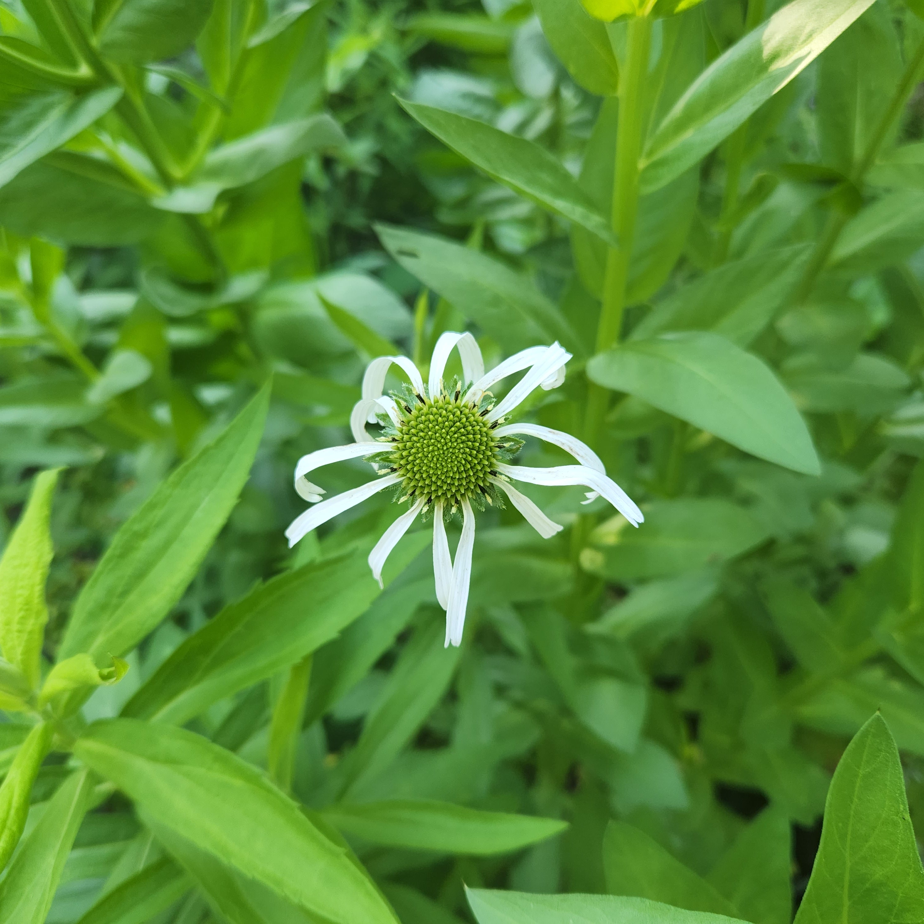 Echinacea pallida (Pale Coneflower)
