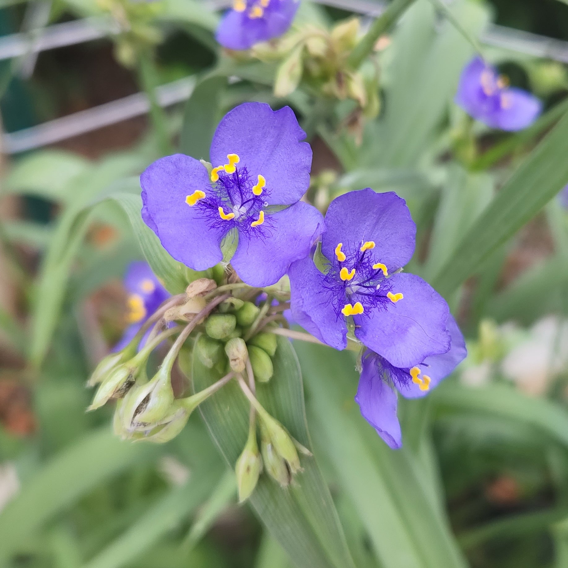 Tradescantia ohiensis (Ohio Spiderwort)