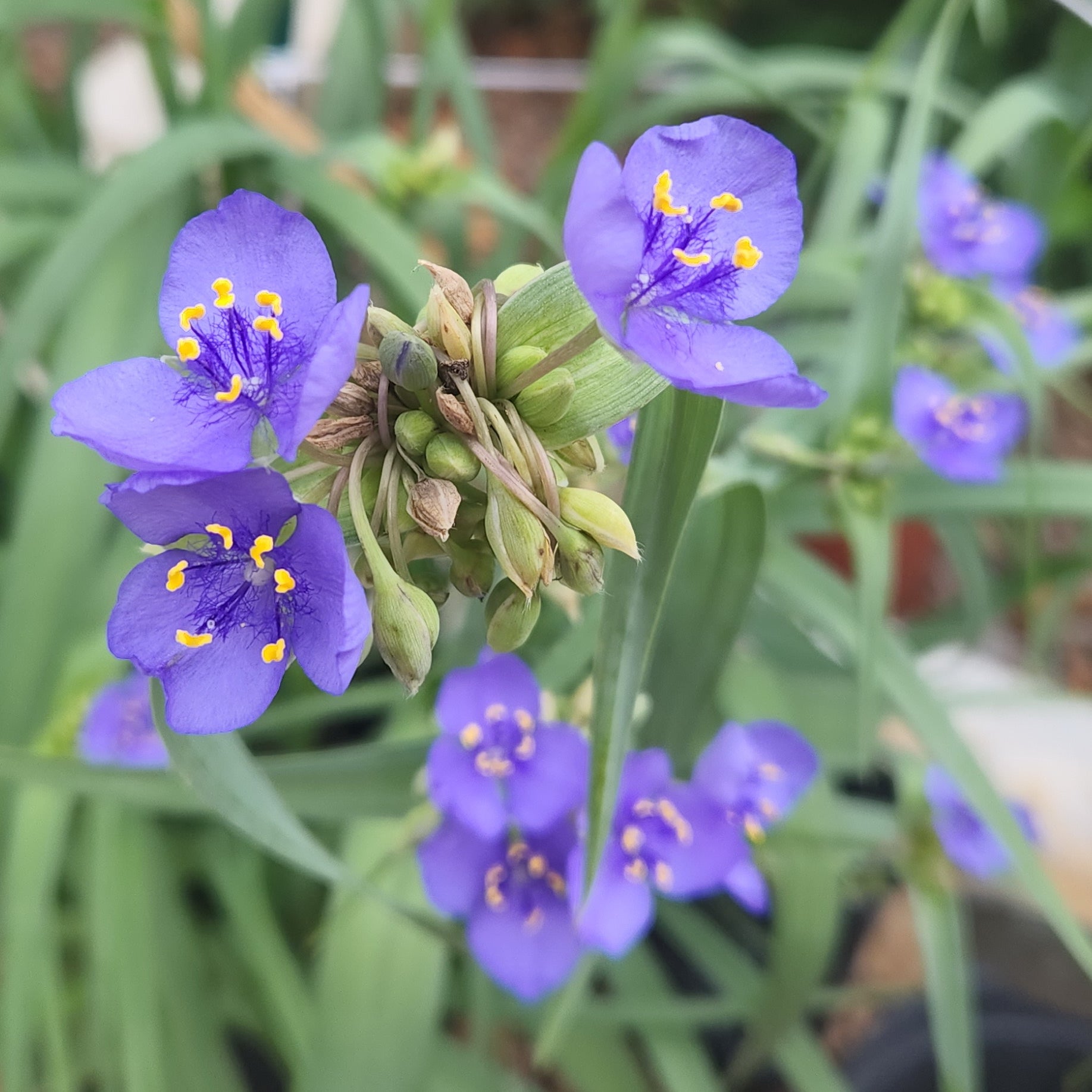 Tradescantia ohiensis (Ohio Spiderwort)