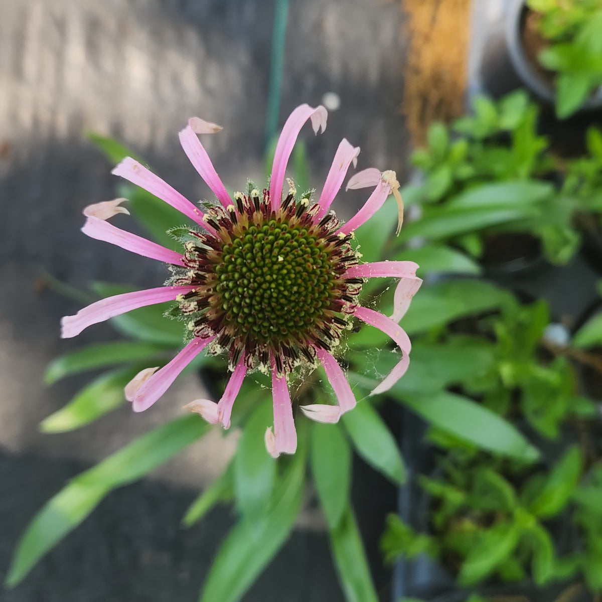 Echinacea pallida (Pale Coneflower)