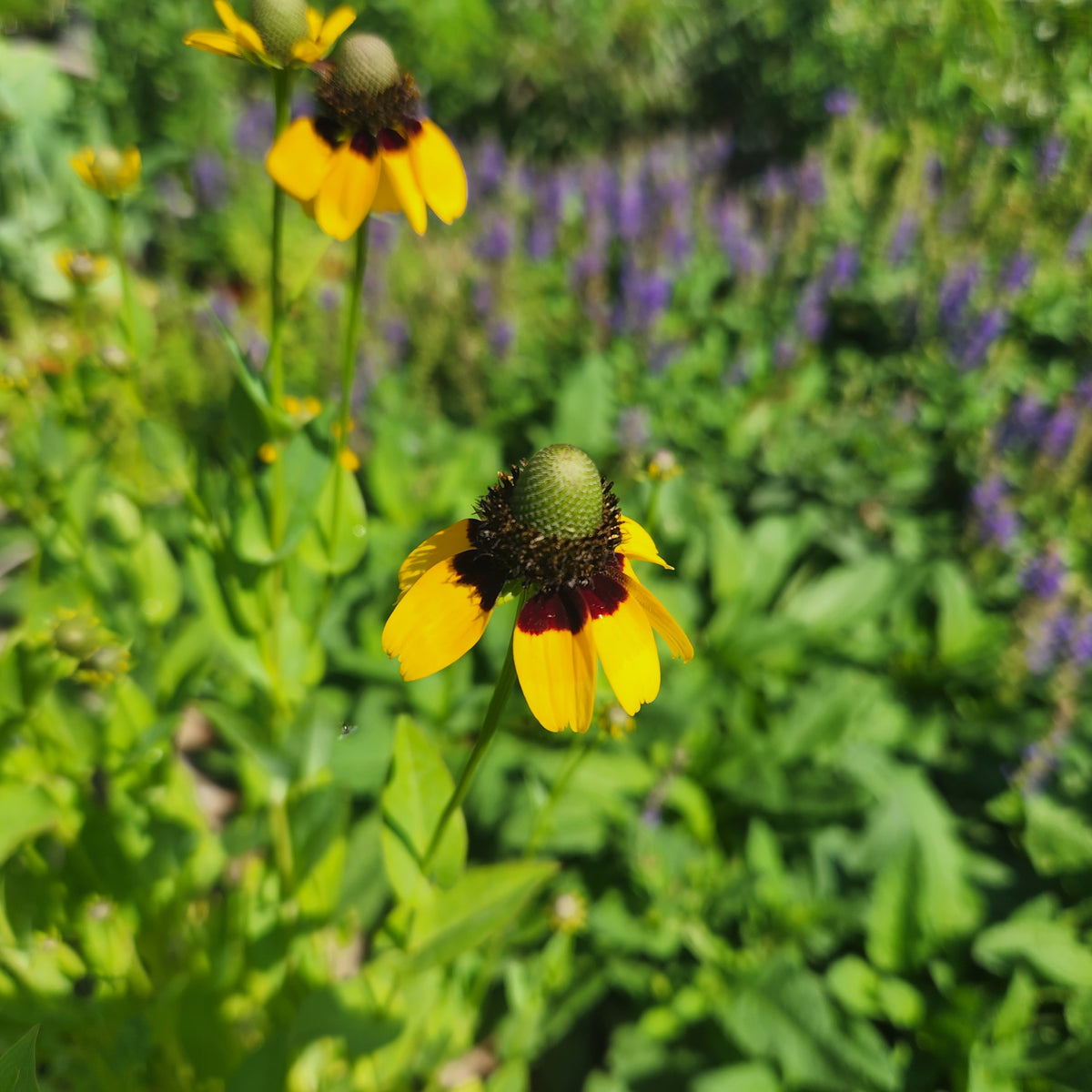 Rudbeckia amplexicaulis (Clasping Coneflower)