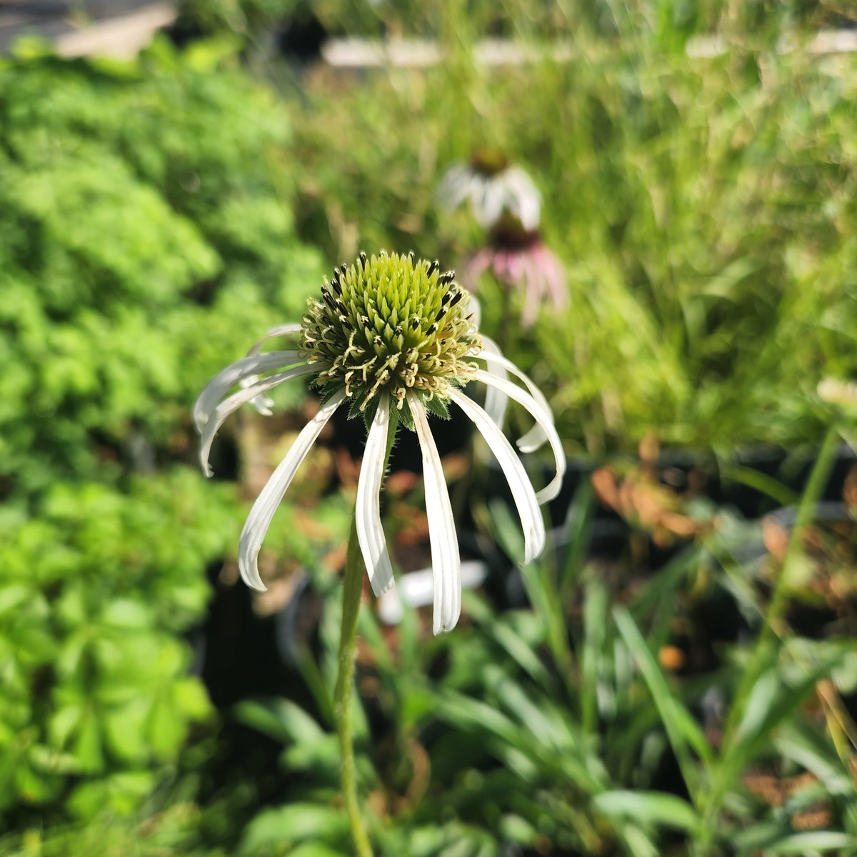 Echinacea pallida (Pale Coneflower)