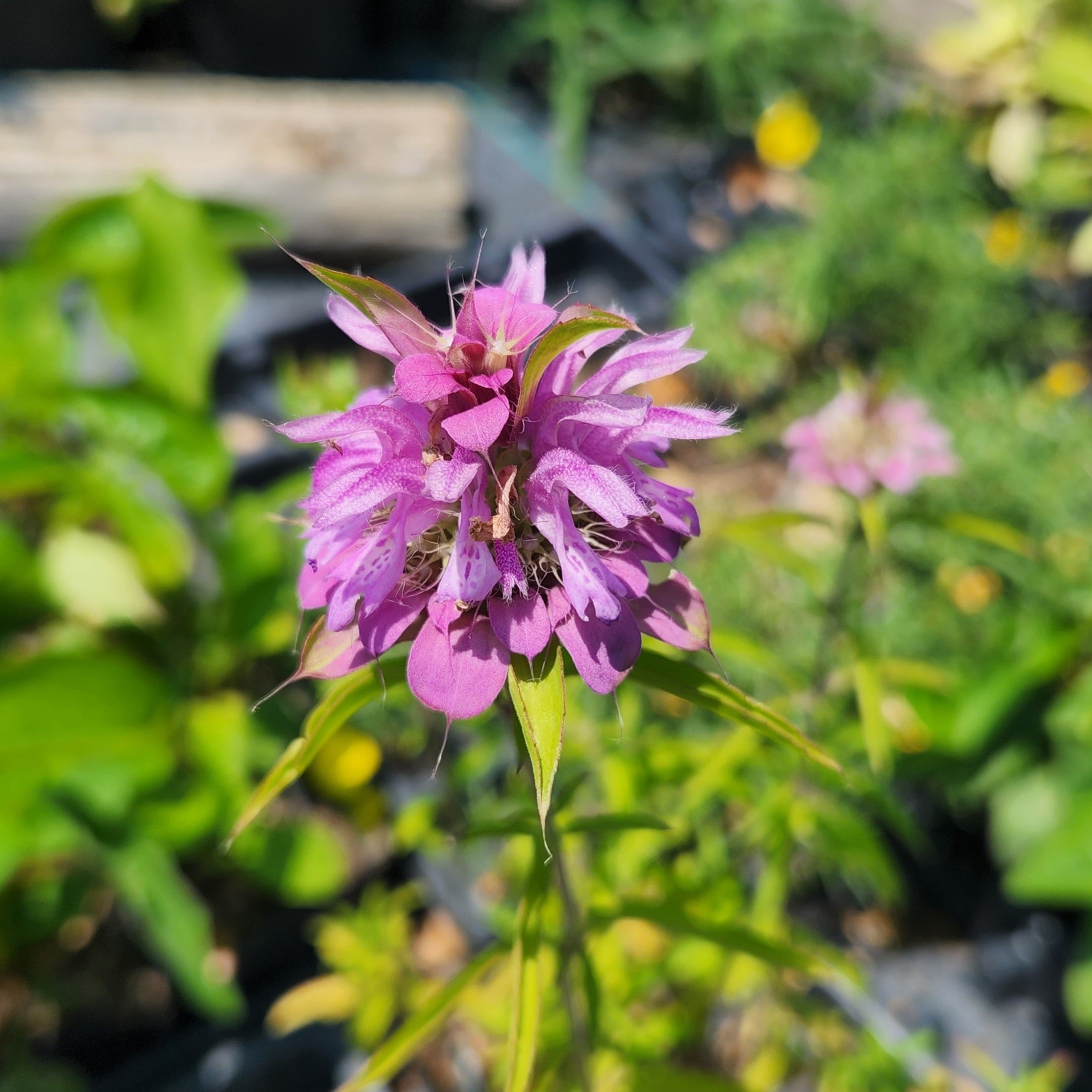 Monarda citriodora (Lemon Beebalm)