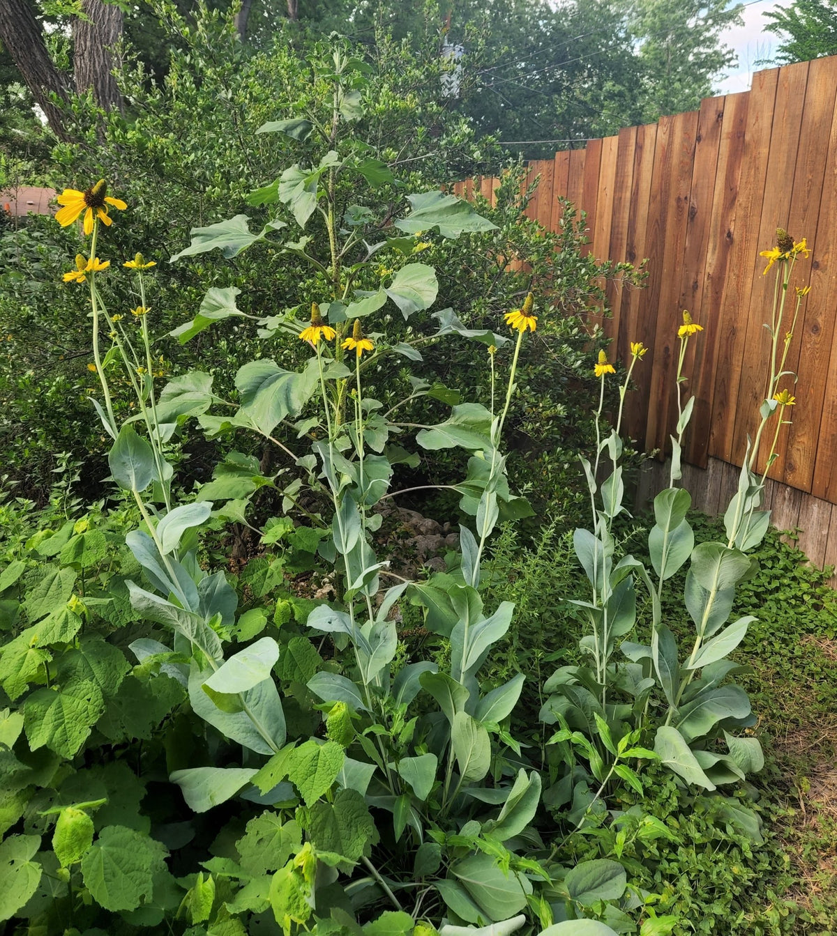 Rudbeckia maxima (Giant Coneflower)