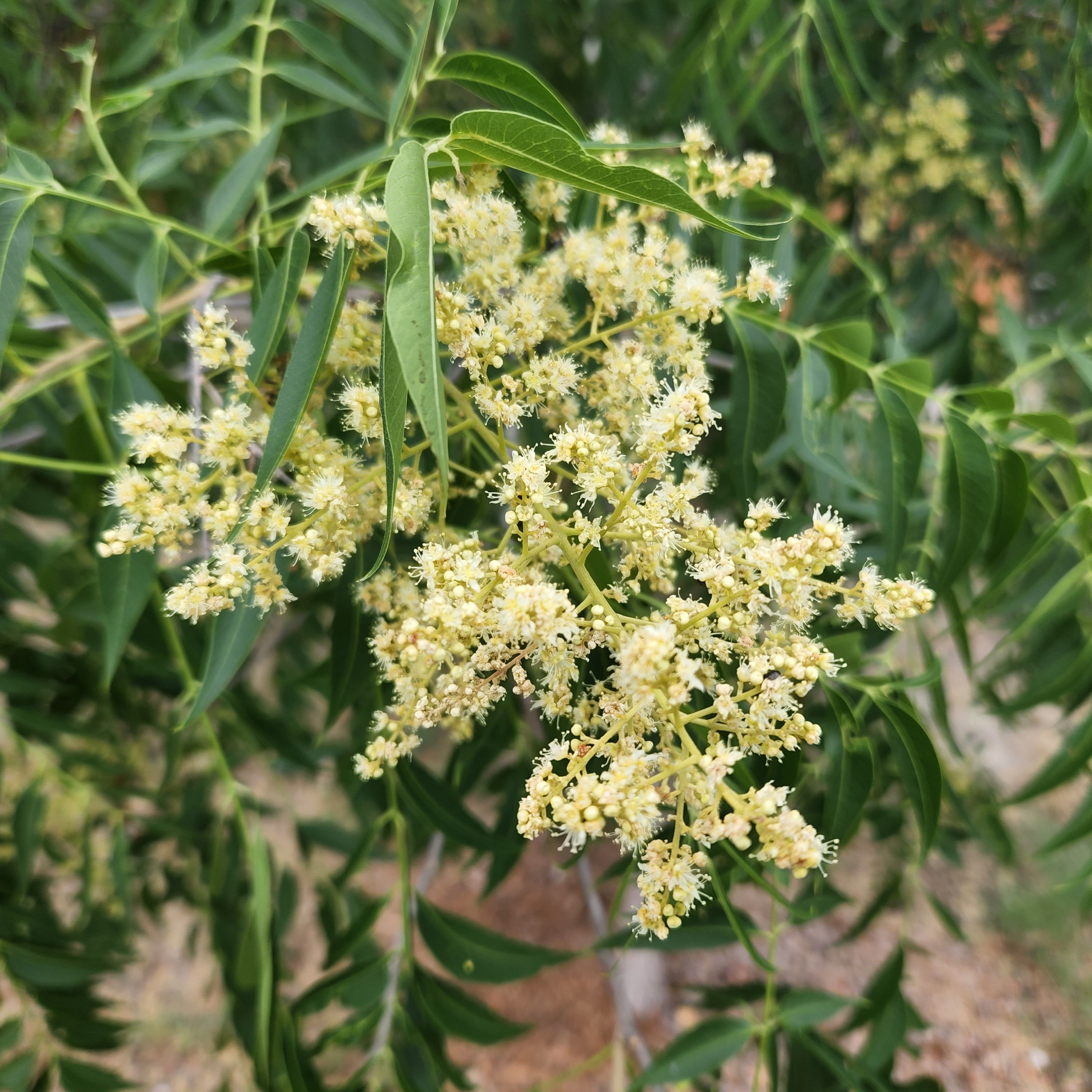 Sapindus saponaria var. drummondii (Western Soapberry)
