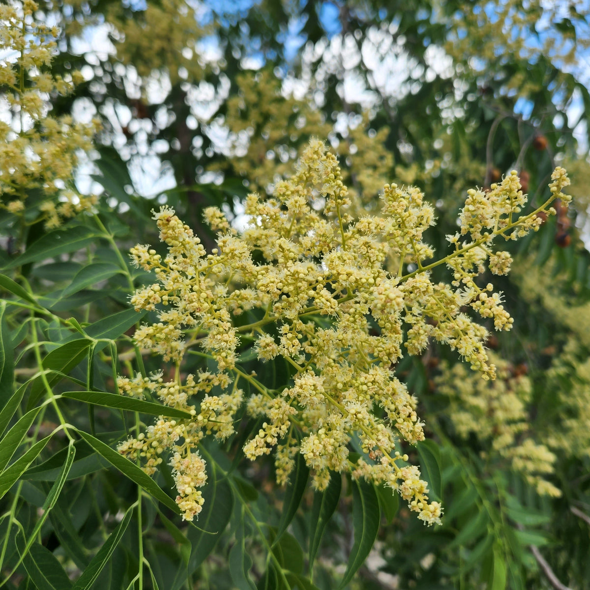 Sapindus saponaria var. drummondii (Western Soapberry)