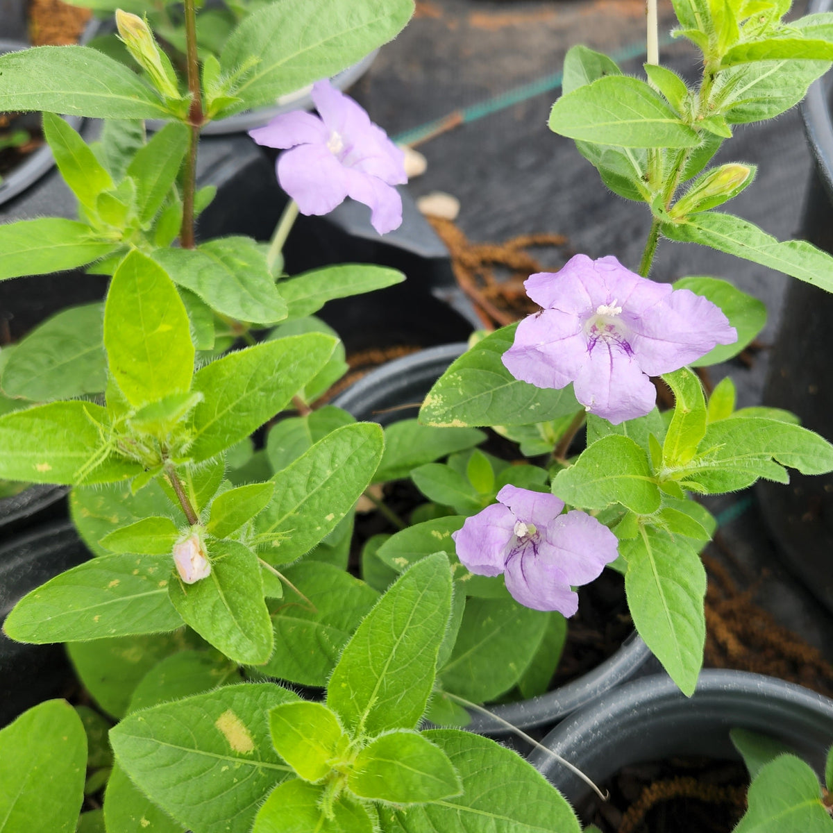 Ruellia humilis (Prairie Petunia)