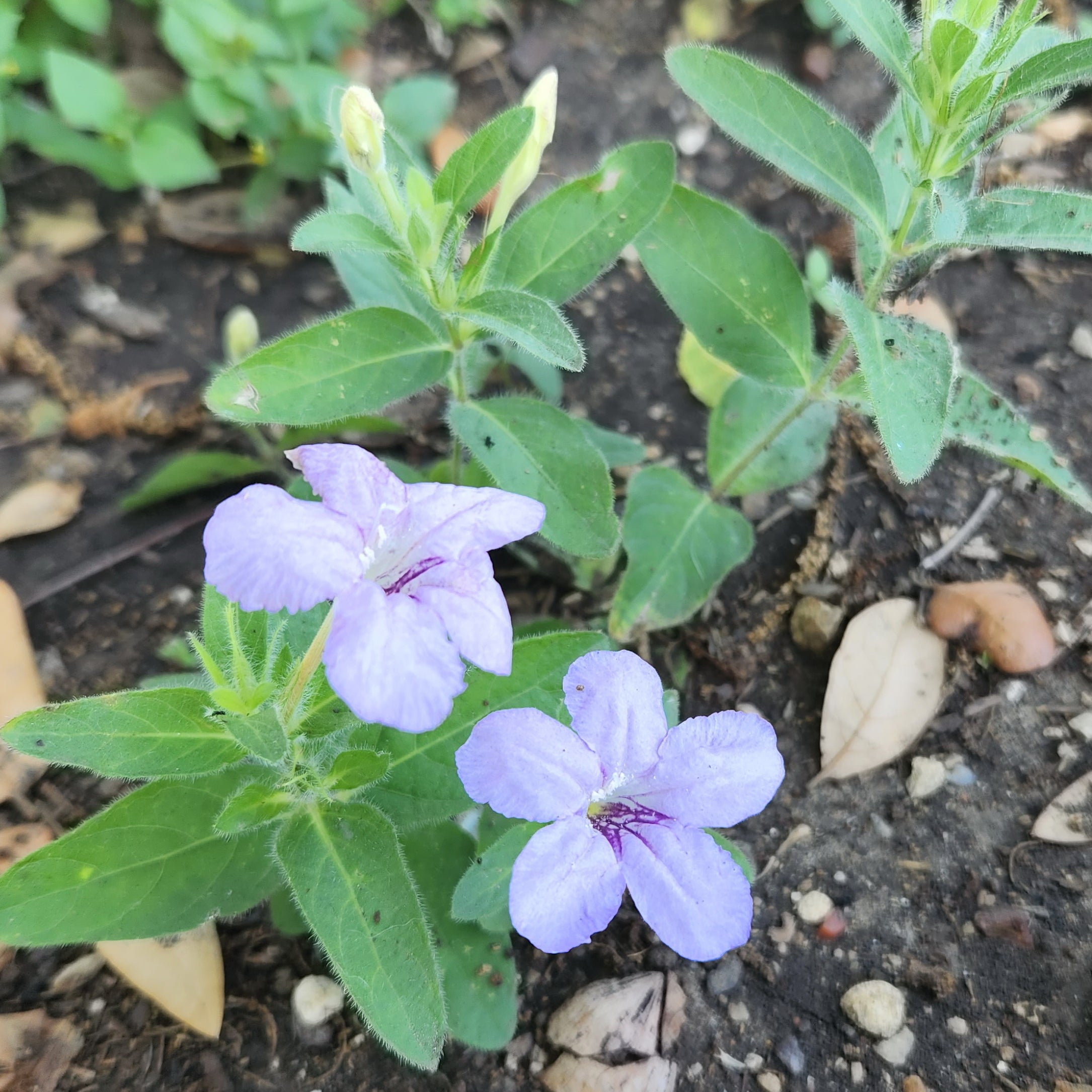 Ruellia humilis (Prairie Petunia)