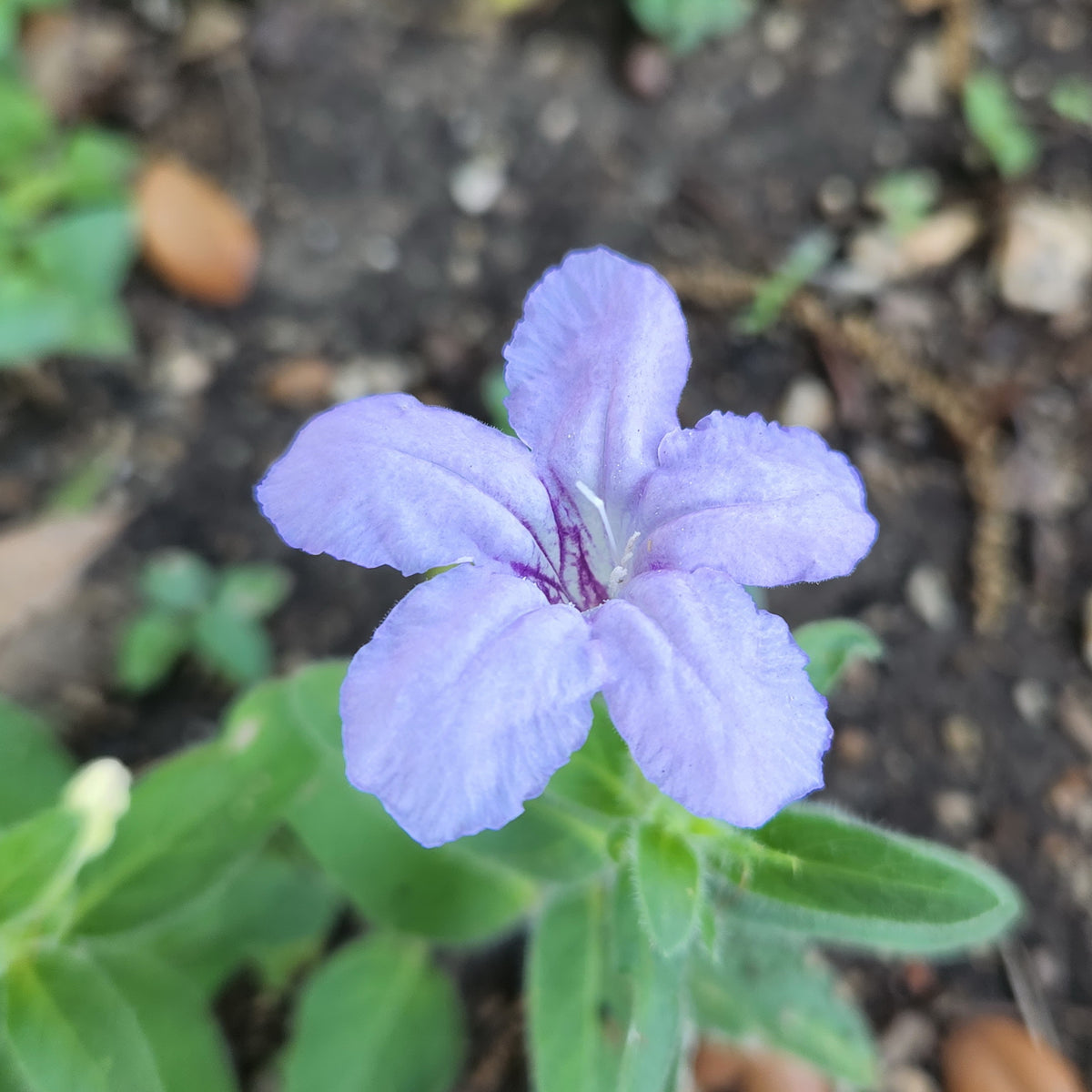 Ruellia humilis (Prairie Petunia)
