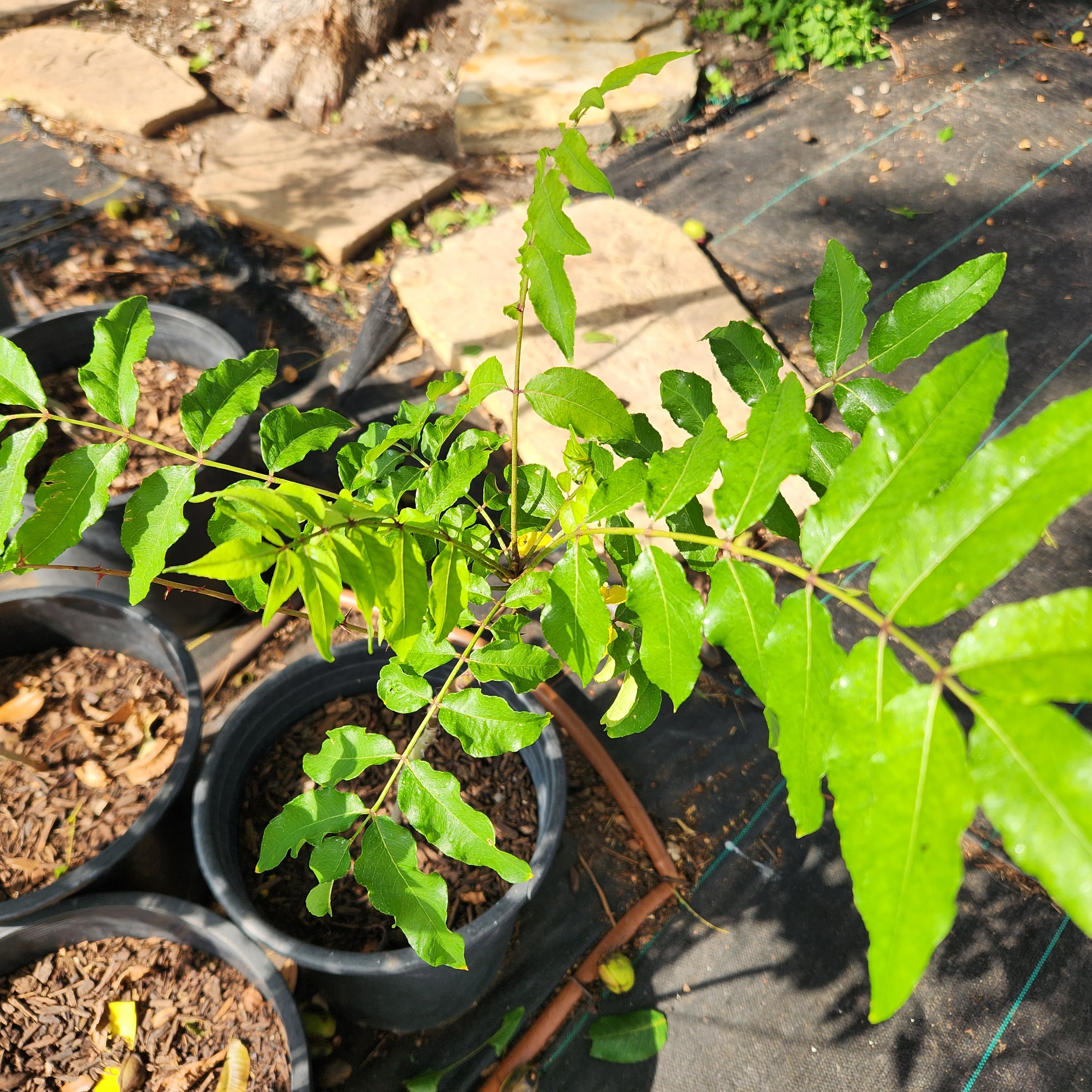 Zanthoxylum clava-herculis (Toothache Tree)