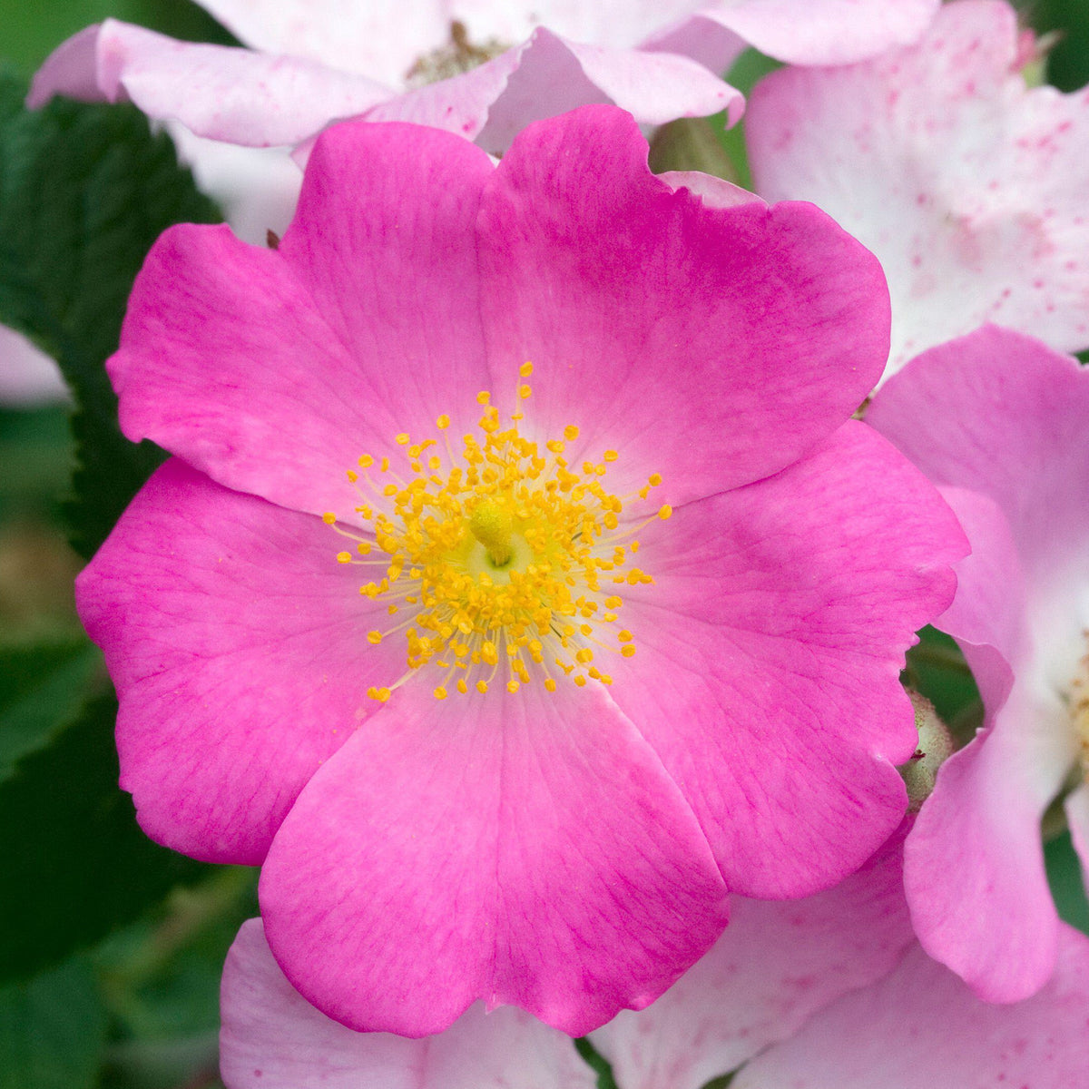 Rosa setigera (Climbing Prairie Rose)