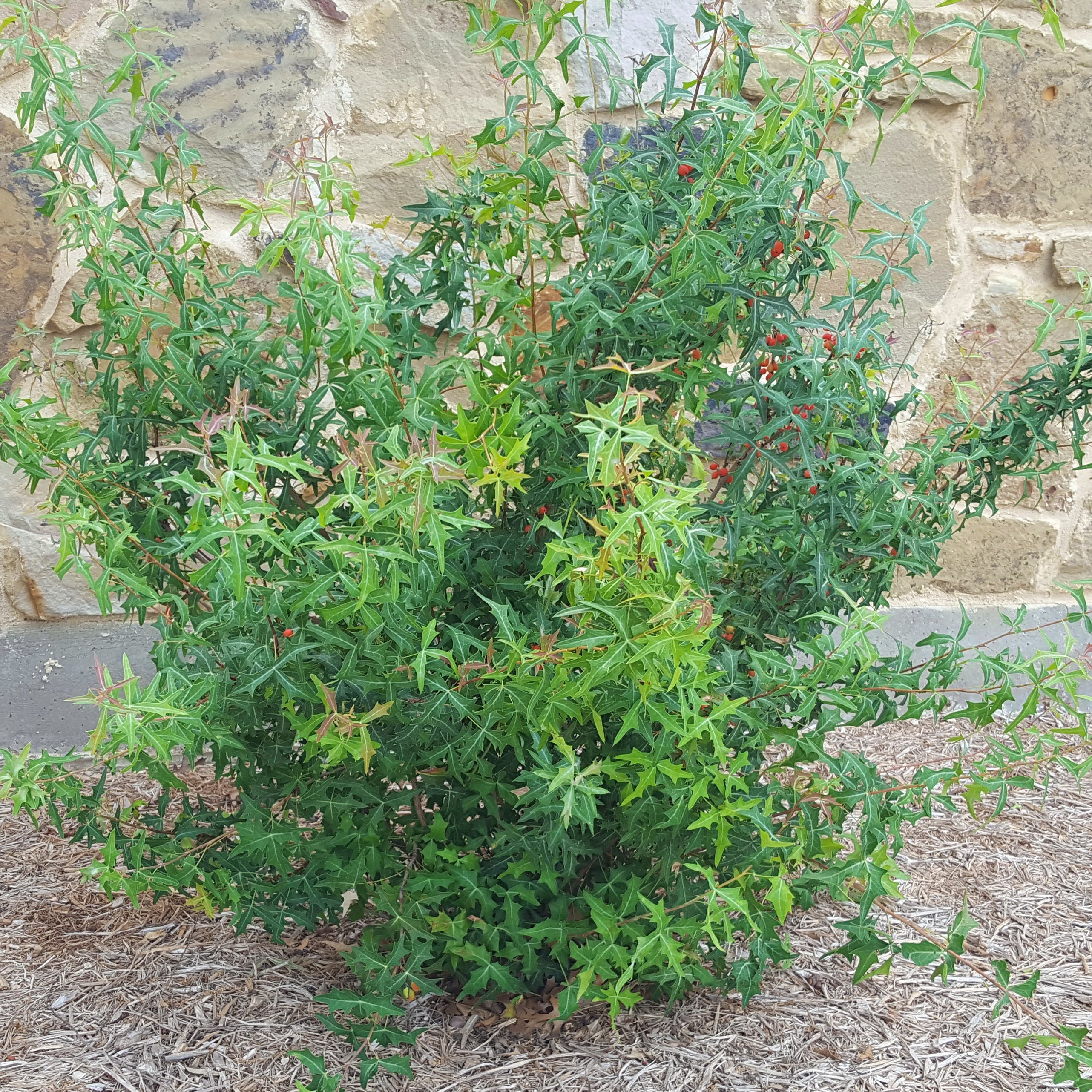 Agarita (Mahonia trifoliolata)