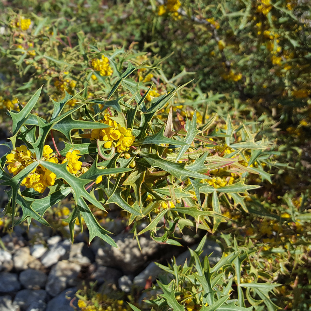 Agarita (Mahonia trifoliolata)