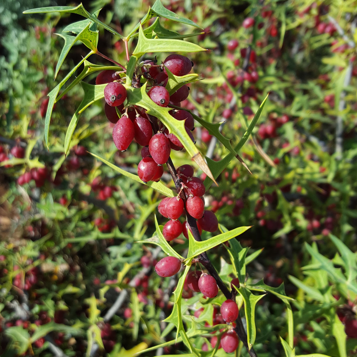 Agarita (Mahonia trifoliolata)