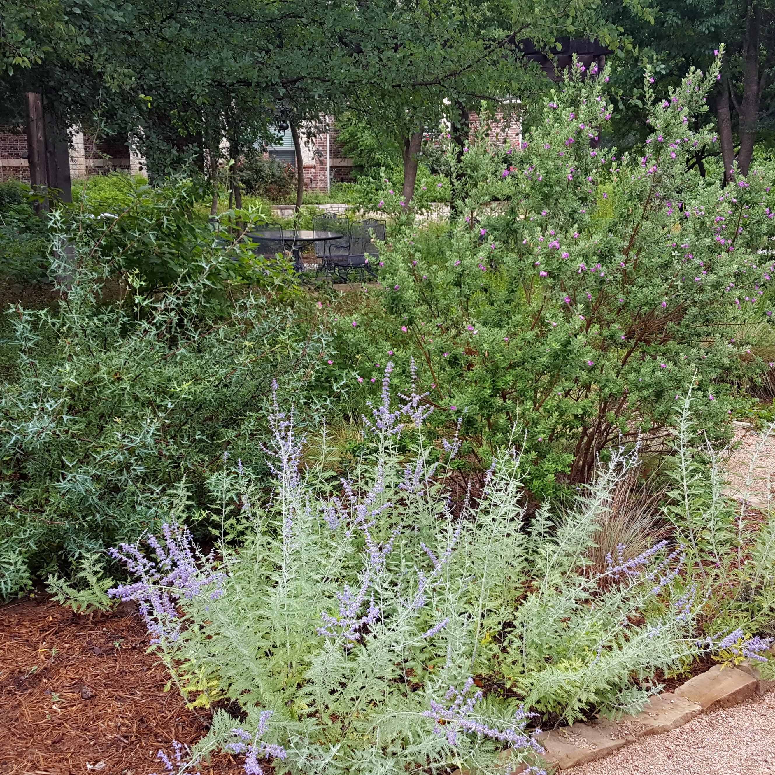 Agarita (Mahonia trifoliolata)