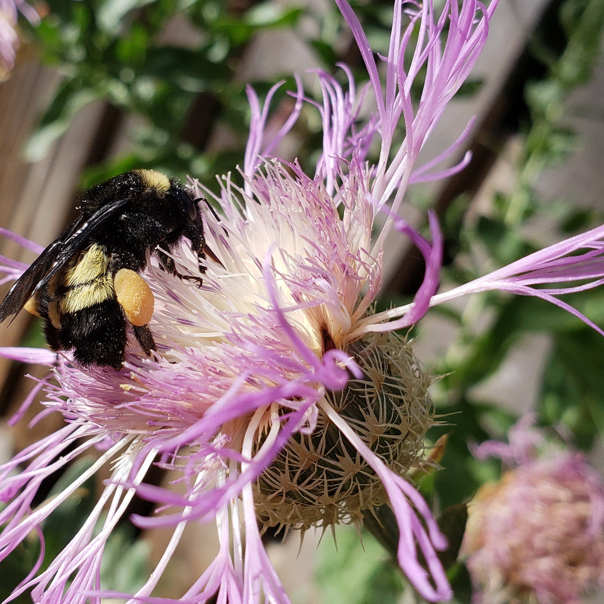 Centaurea americana (American Basketflower)