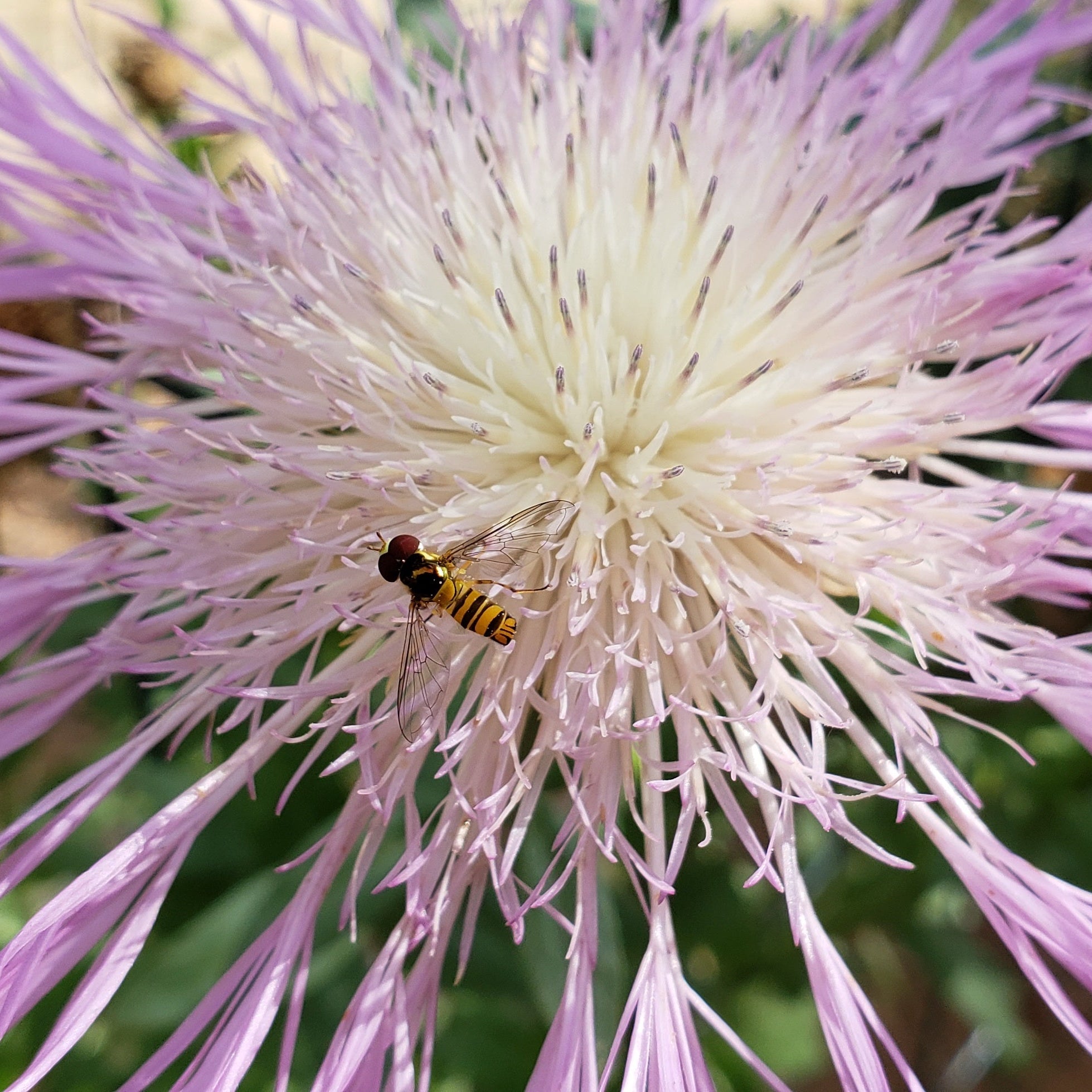 Centaurea americana (American Basketflower)