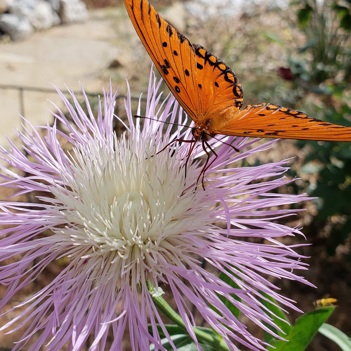 Centaurea americana (American Basketflower)