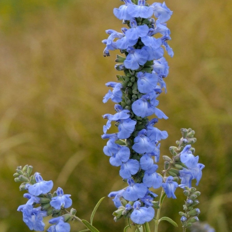 Salvia azurea (Azure Blue Sage)