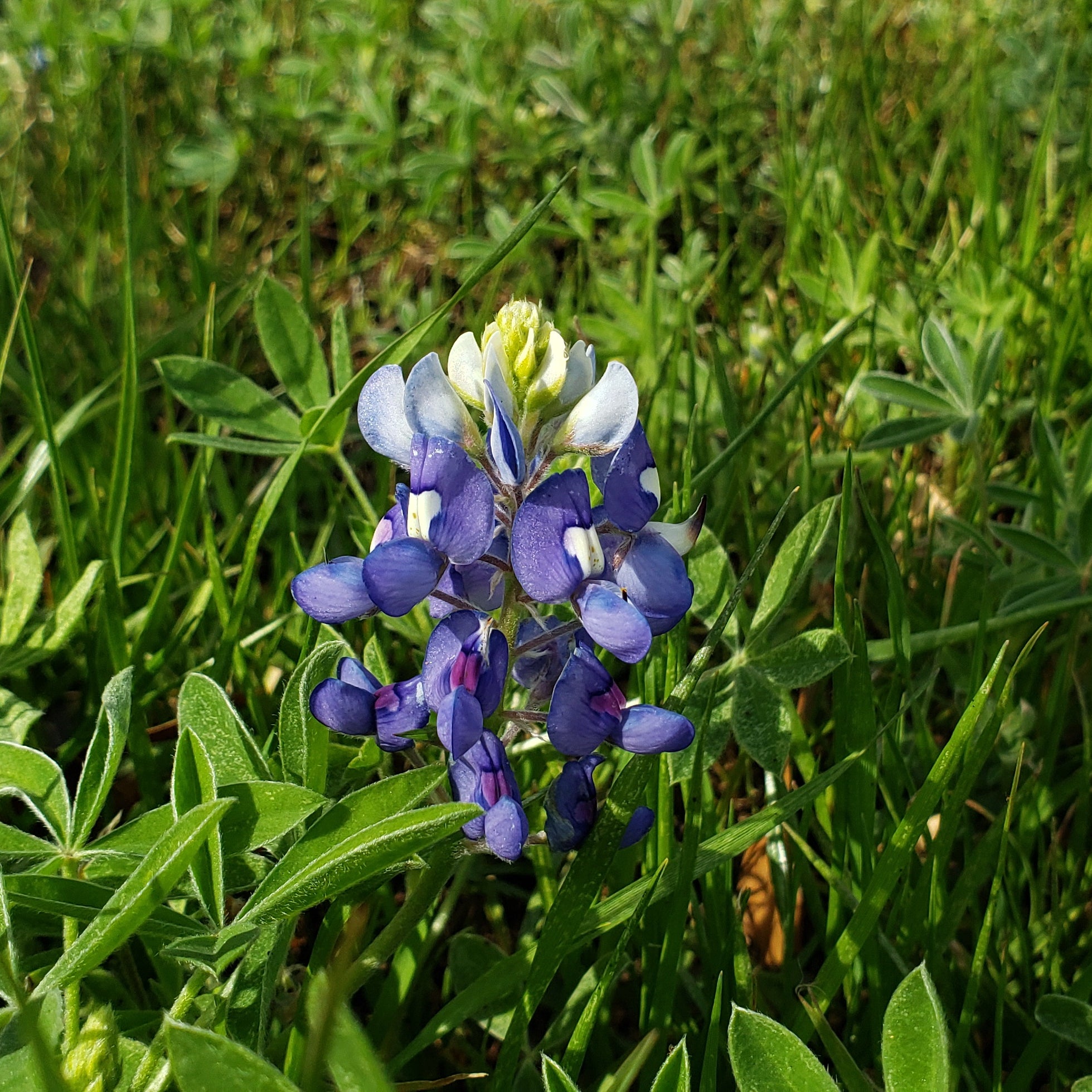 Lupinus texensis (Texas Bluebonnets)