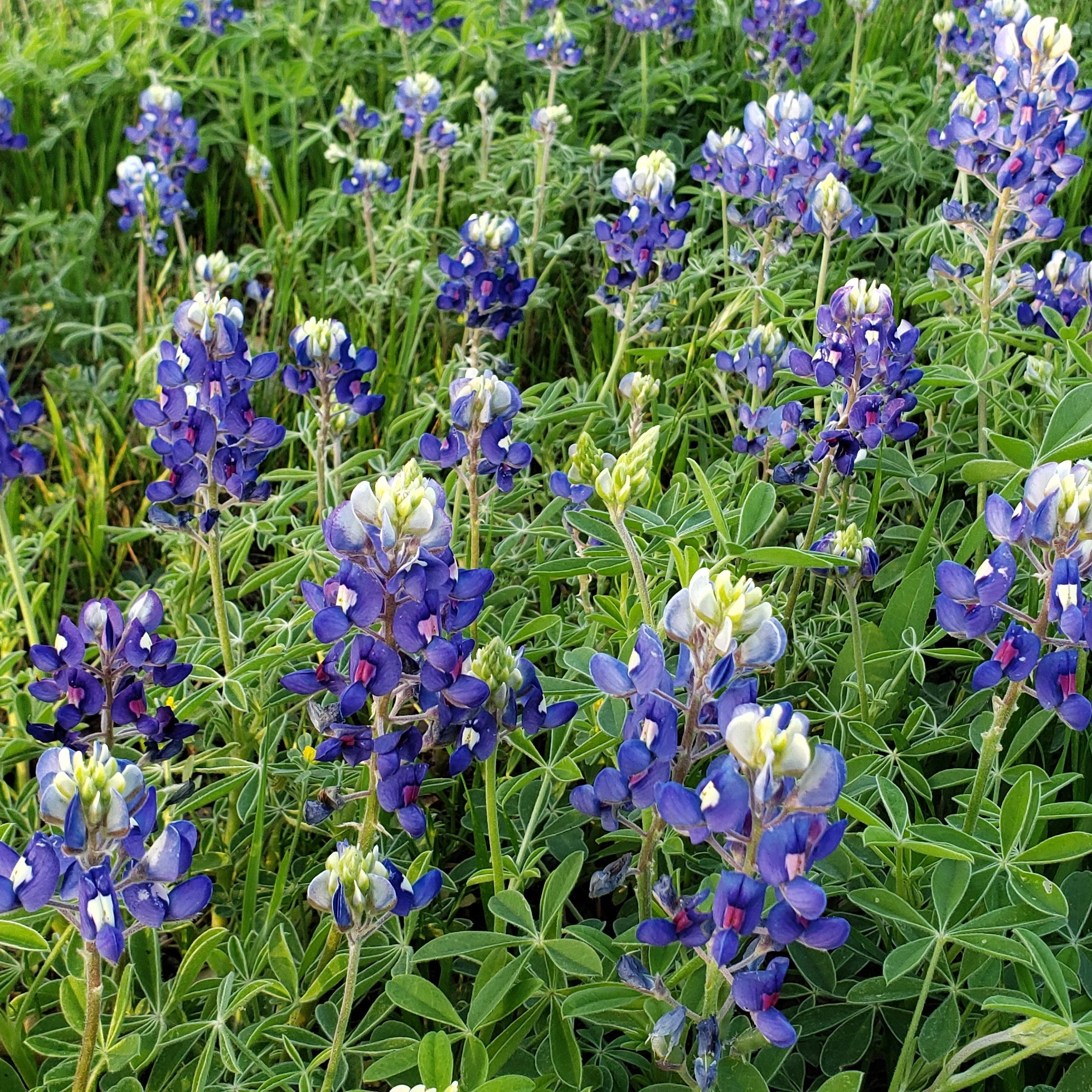 Texas Bluebonnets (Lupinus texensis)